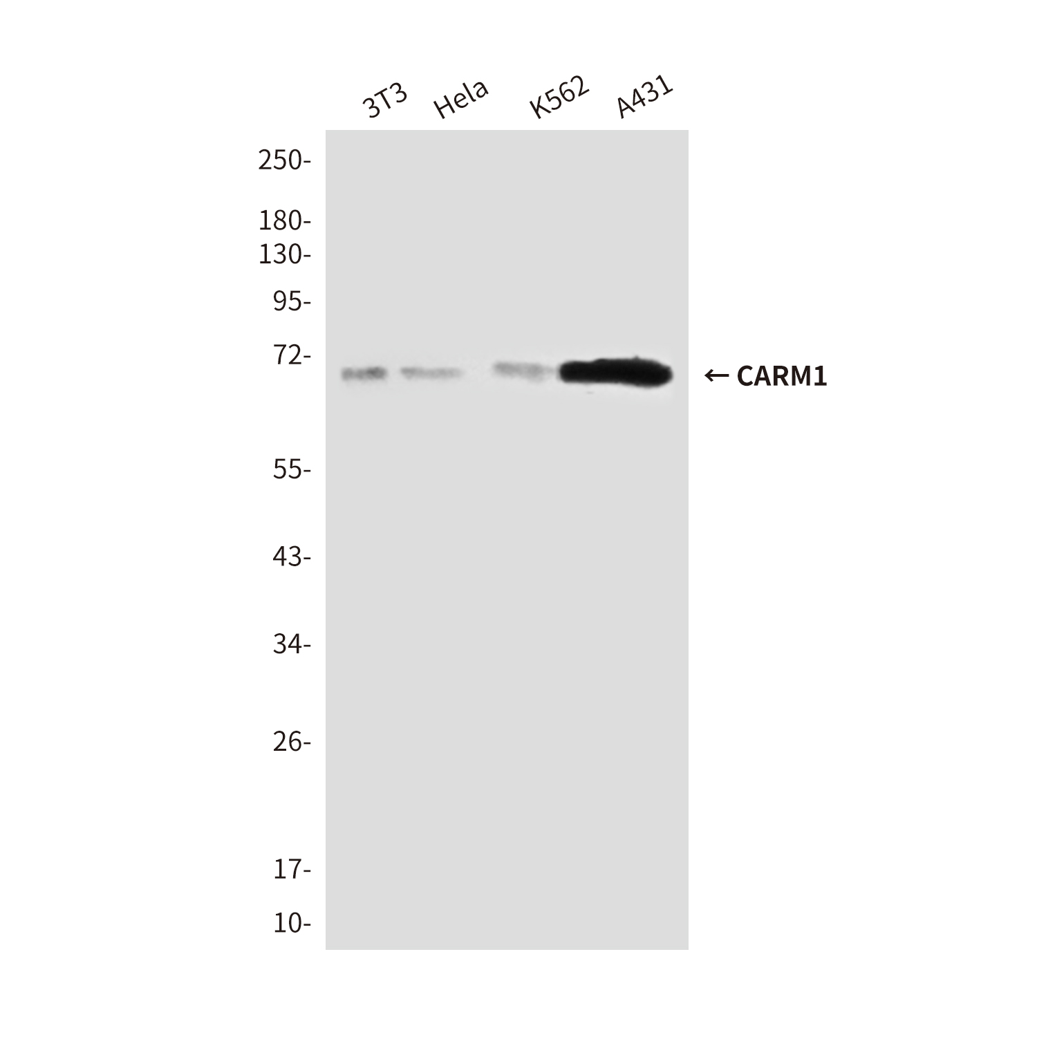 Mouse Monoclonal Antibody to CARM1