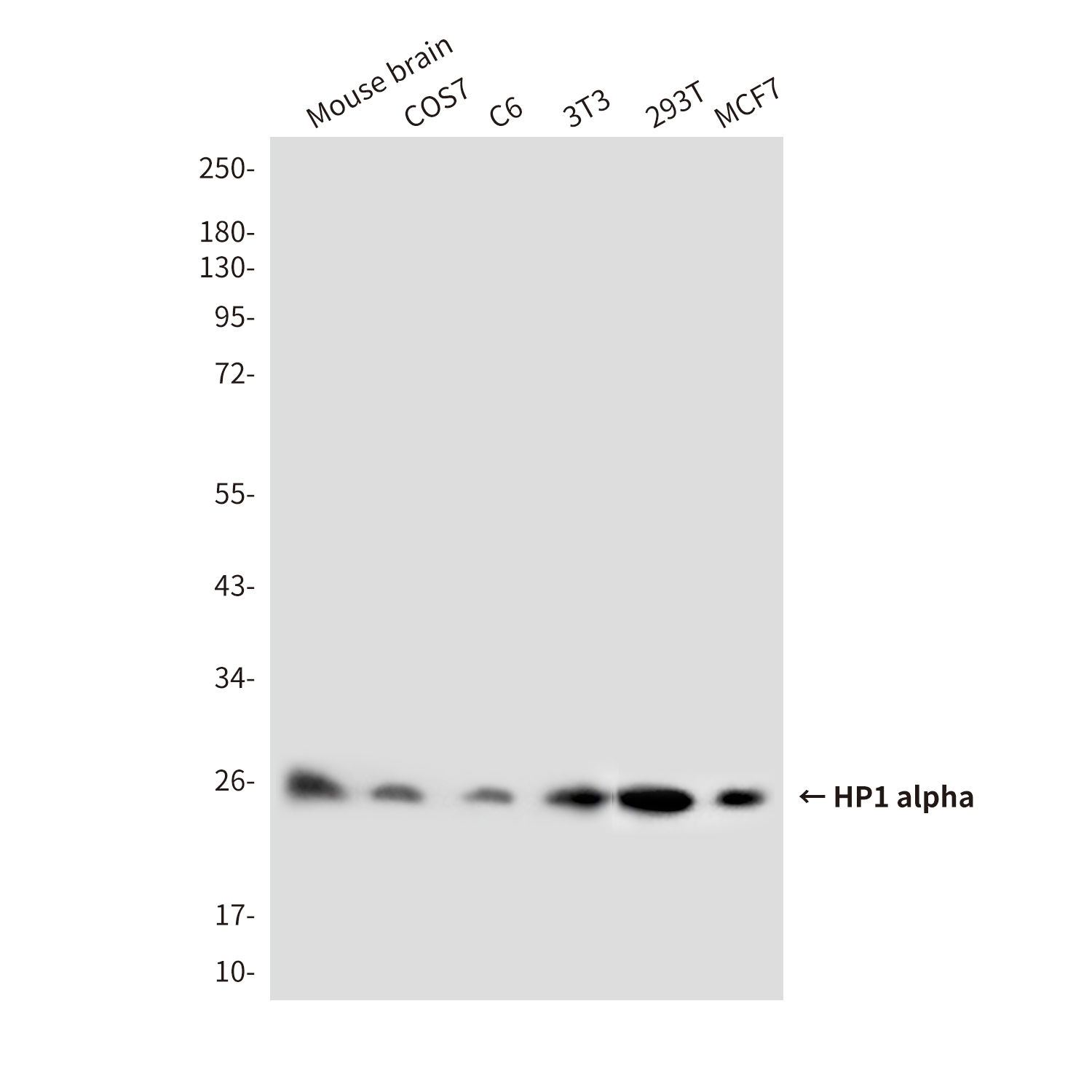 Mouse Monoclonal Antibody to HP1 alpha