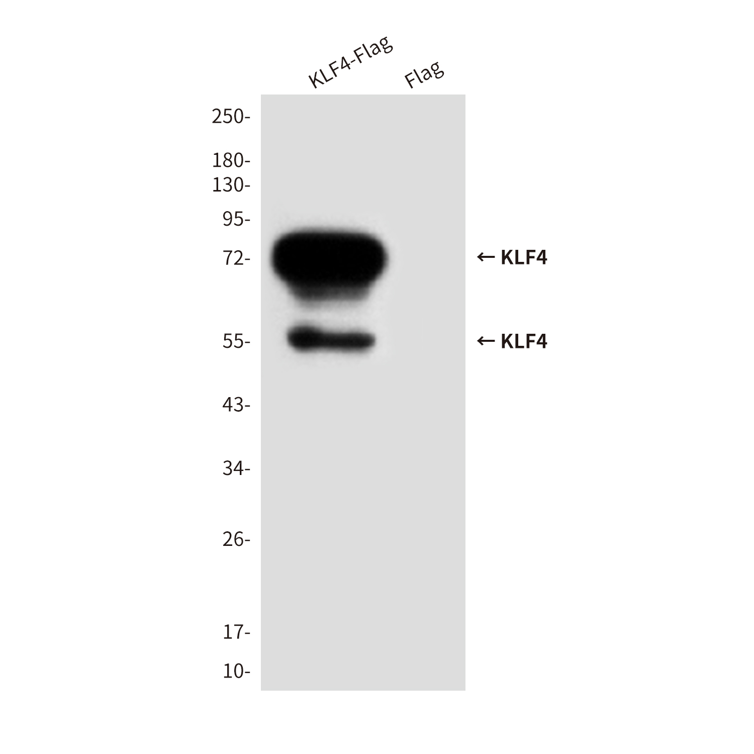 Mouse Monoclonal Antibody to KLF4