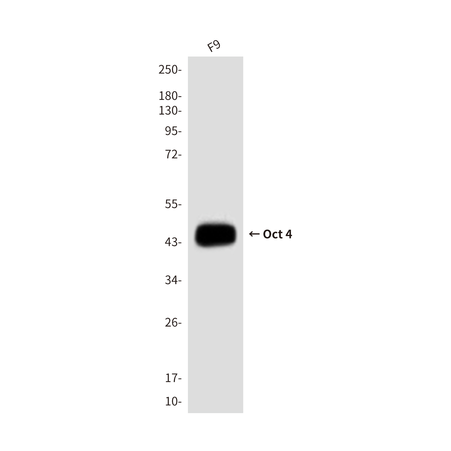 Mouse Monoclonal Antibody to 45203