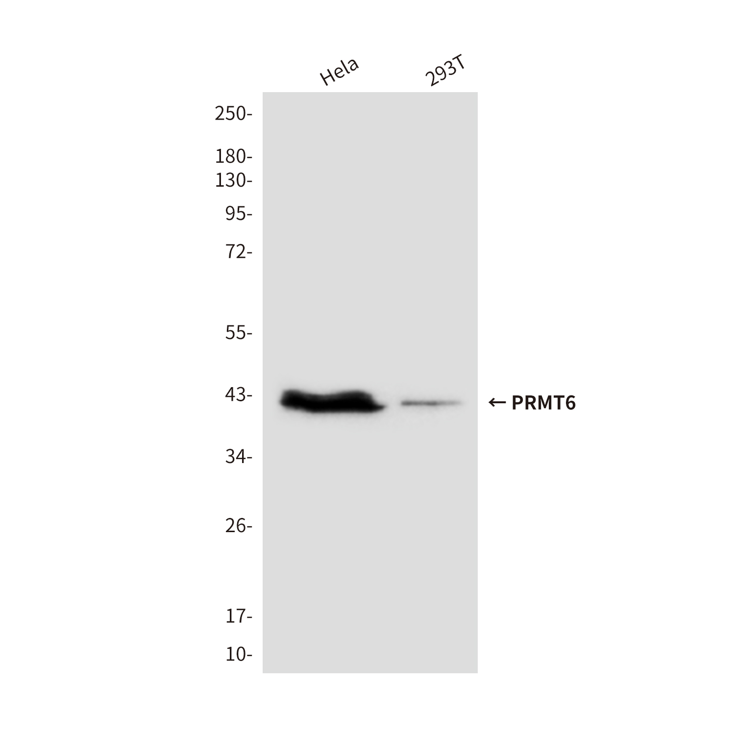 Mouse Monoclonal Antibody to PRMT6