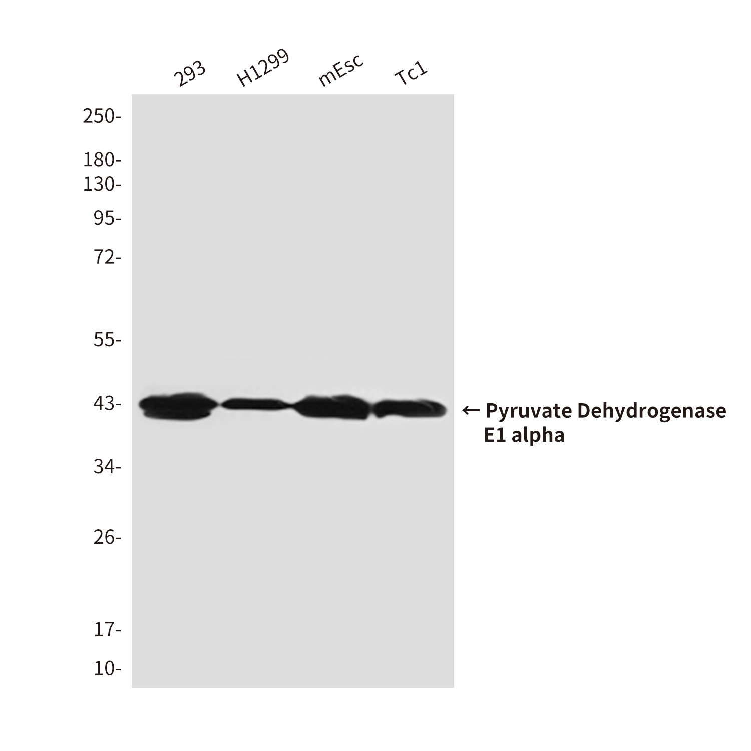 Mouse Monoclonal Antibody to Pyruvate Dehydrogenase E1 alpha