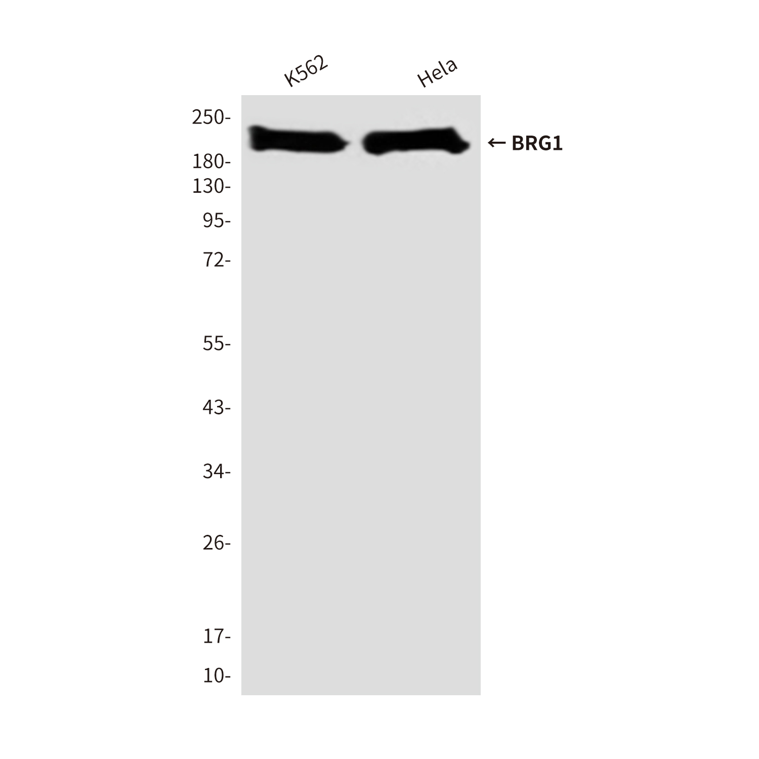 Mouse Monoclonal Antibody to BRG1