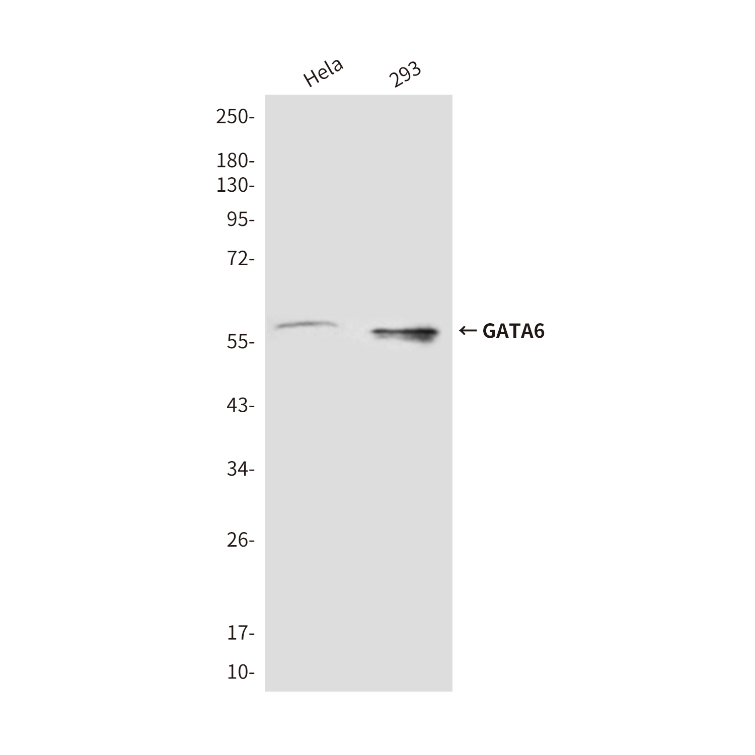 Mouse Monoclonal Antibody to GATA6