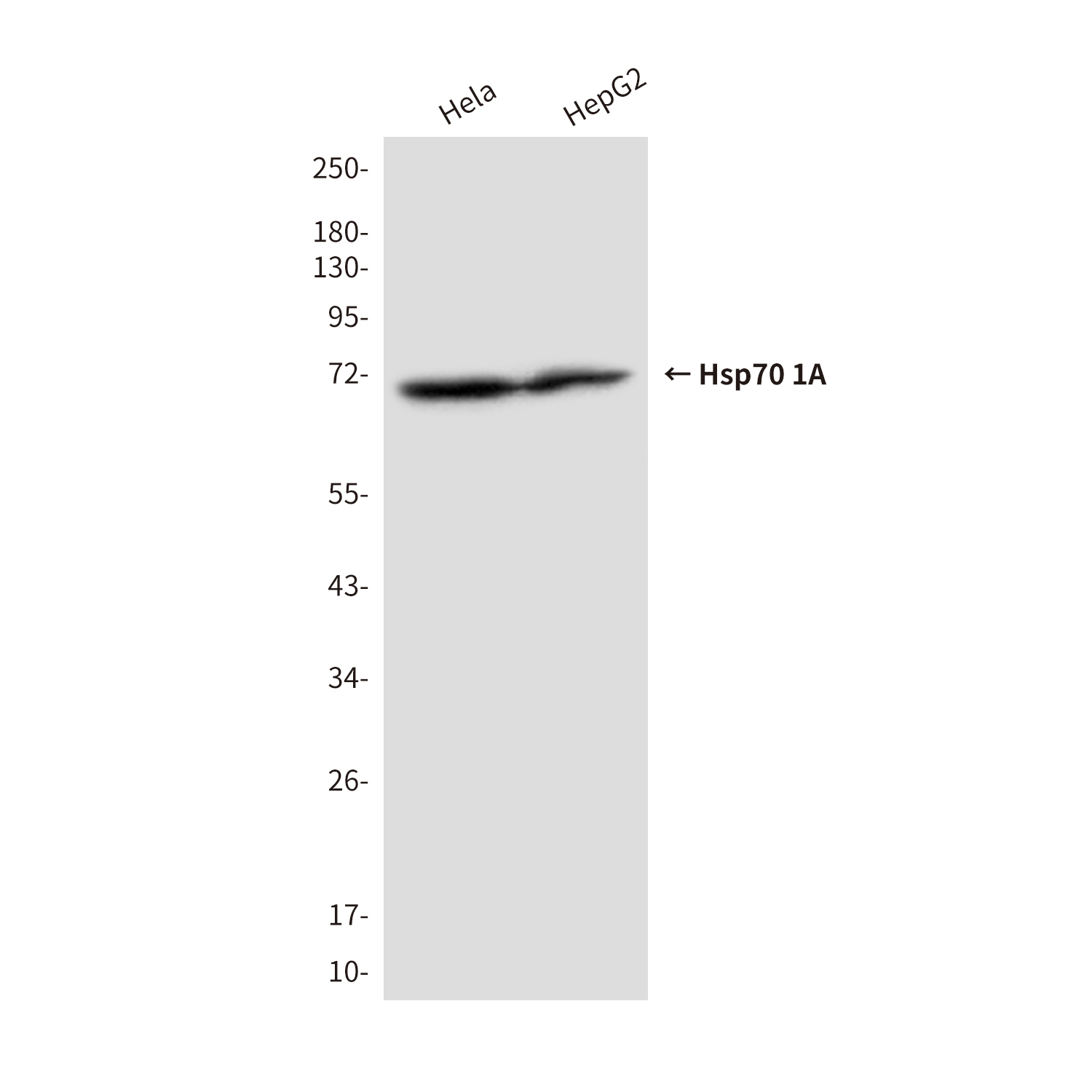 Mouse Monoclonal Antibody to Hsp70 1A