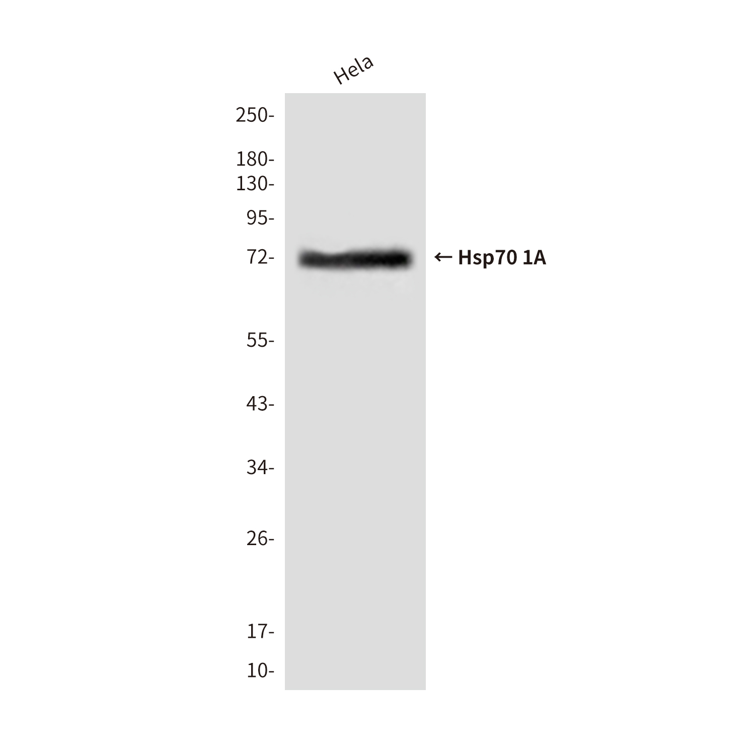 Mouse Monoclonal Antibody to Hsp70 1A