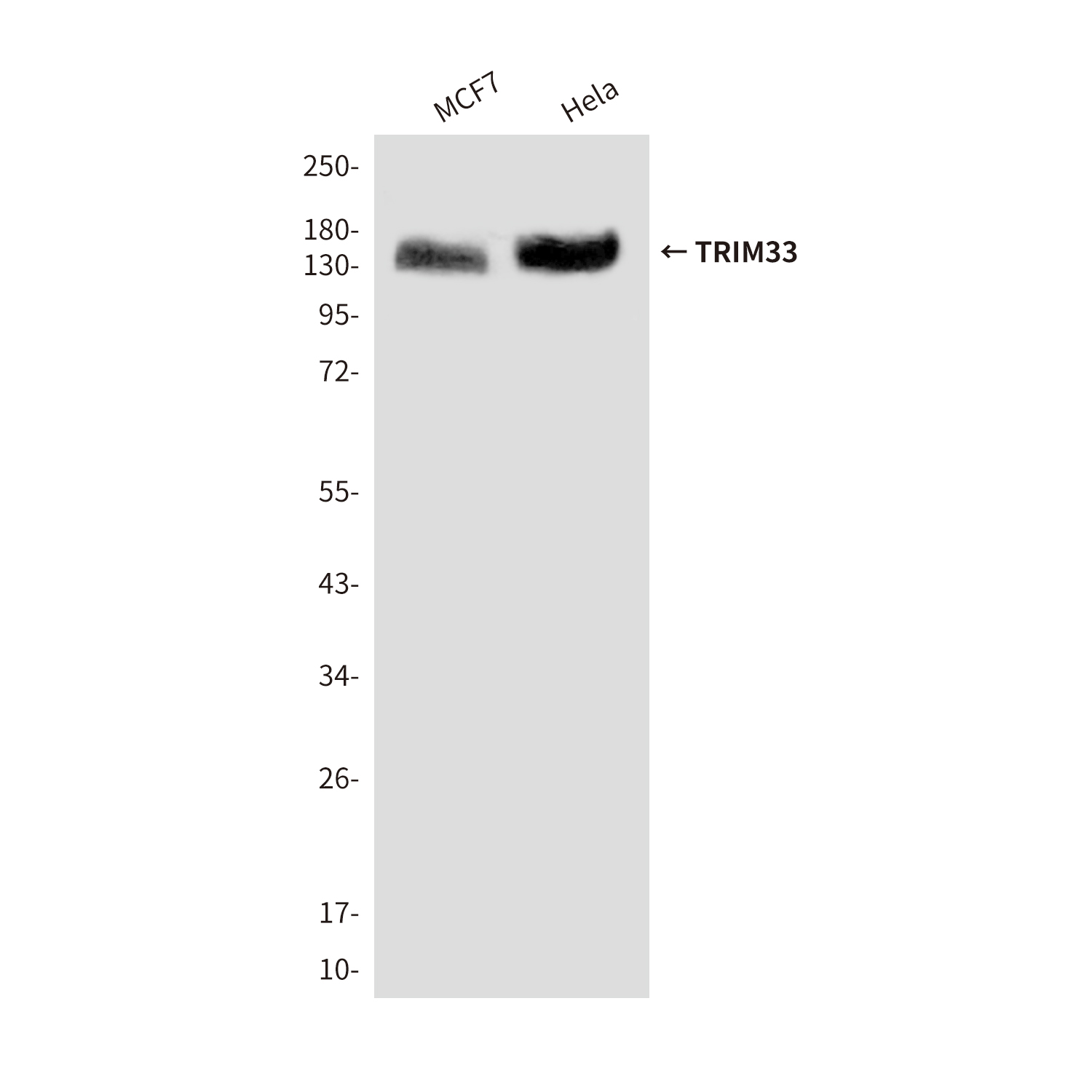 Mouse Monoclonal Antibody to TRIM33