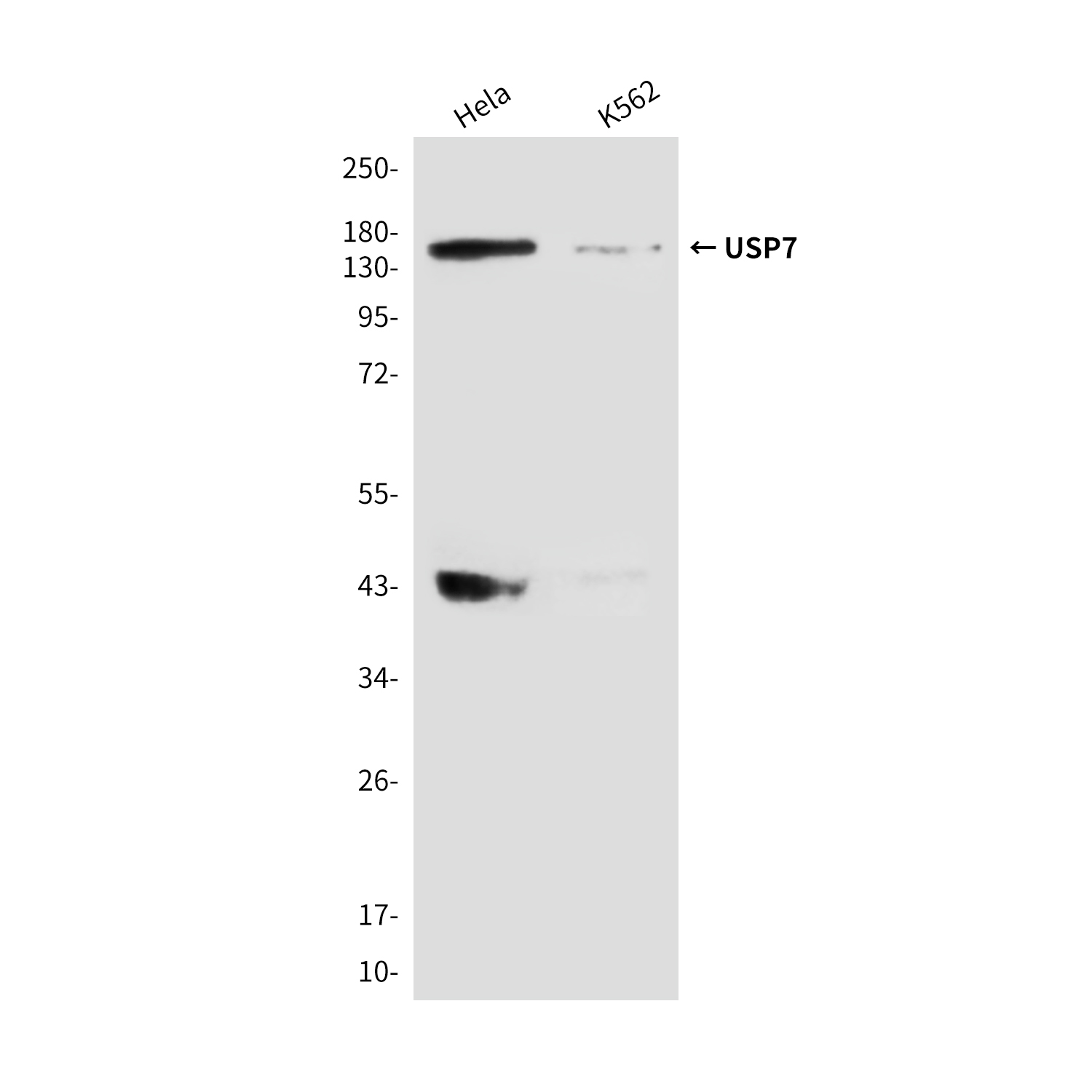 Mouse Monoclonal Antibody to USP7