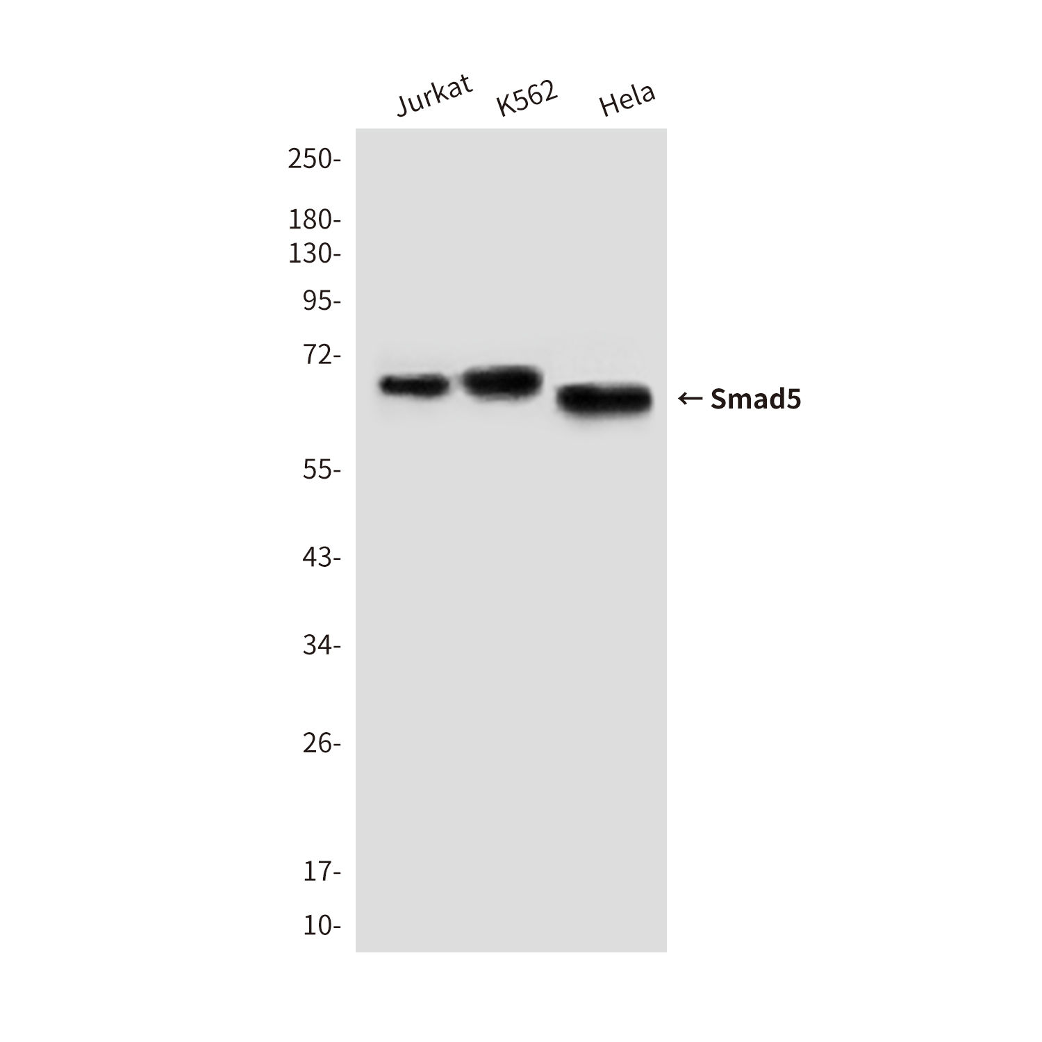 Mouse Monoclonal Antibody to Smad5
