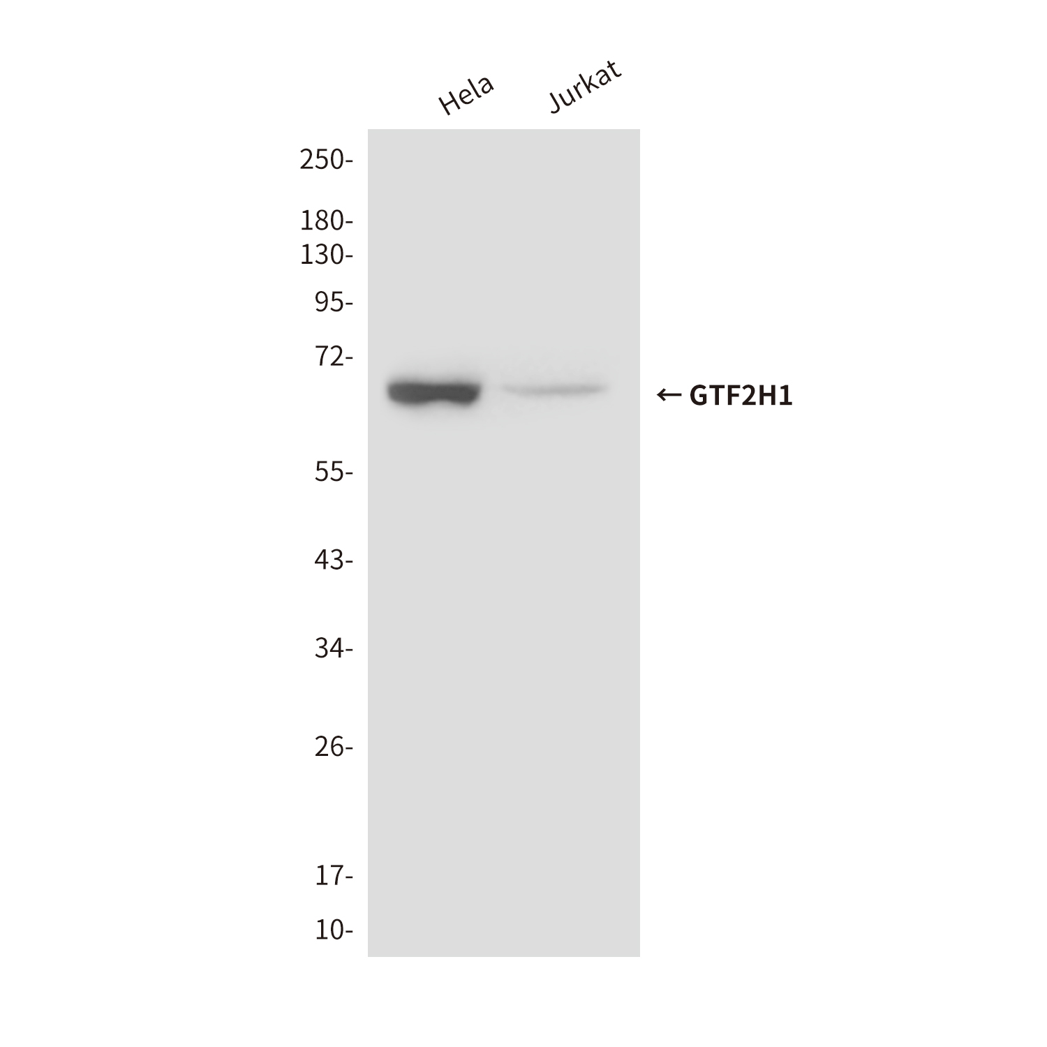Mouse Monoclonal Antibody to GTF2H1