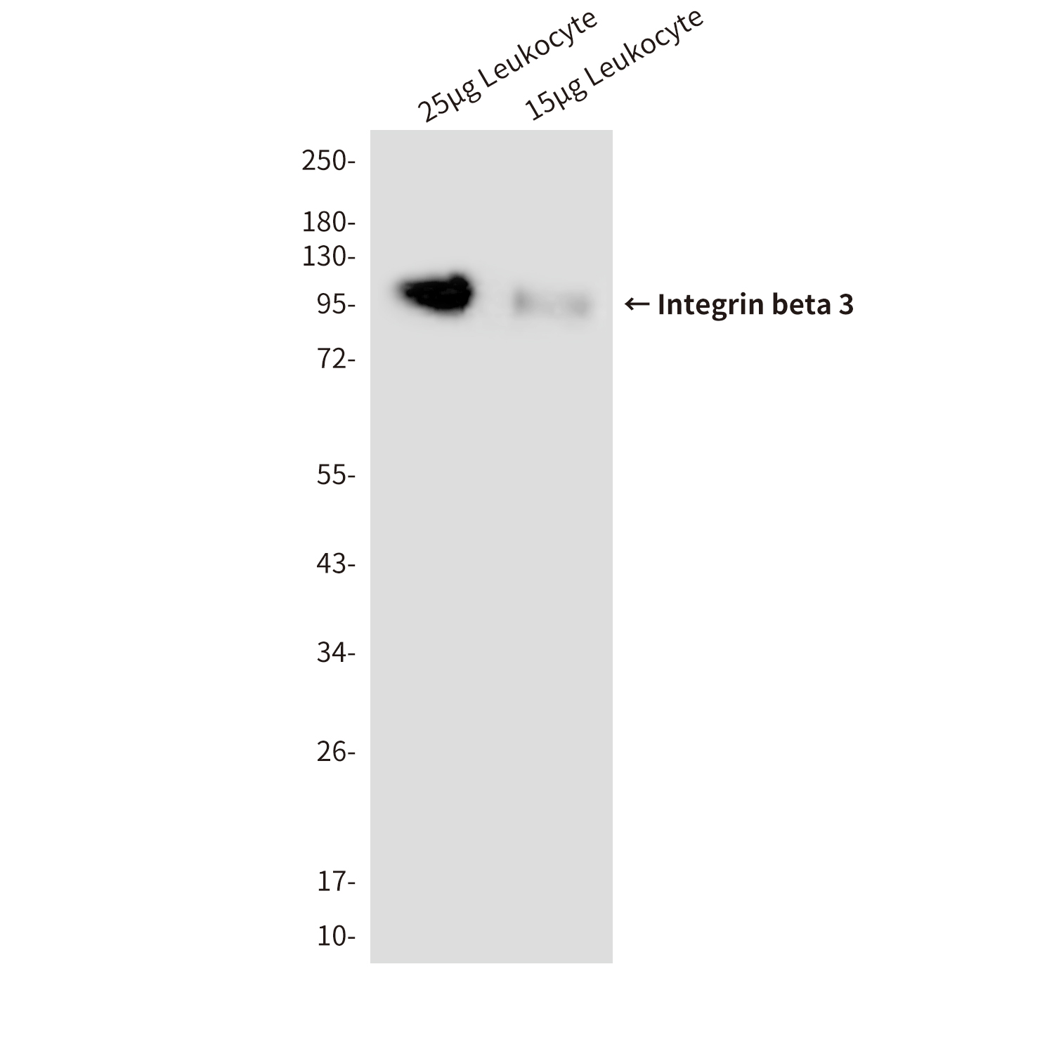 Mouse Monoclonal Antibody to Integrin beta 3