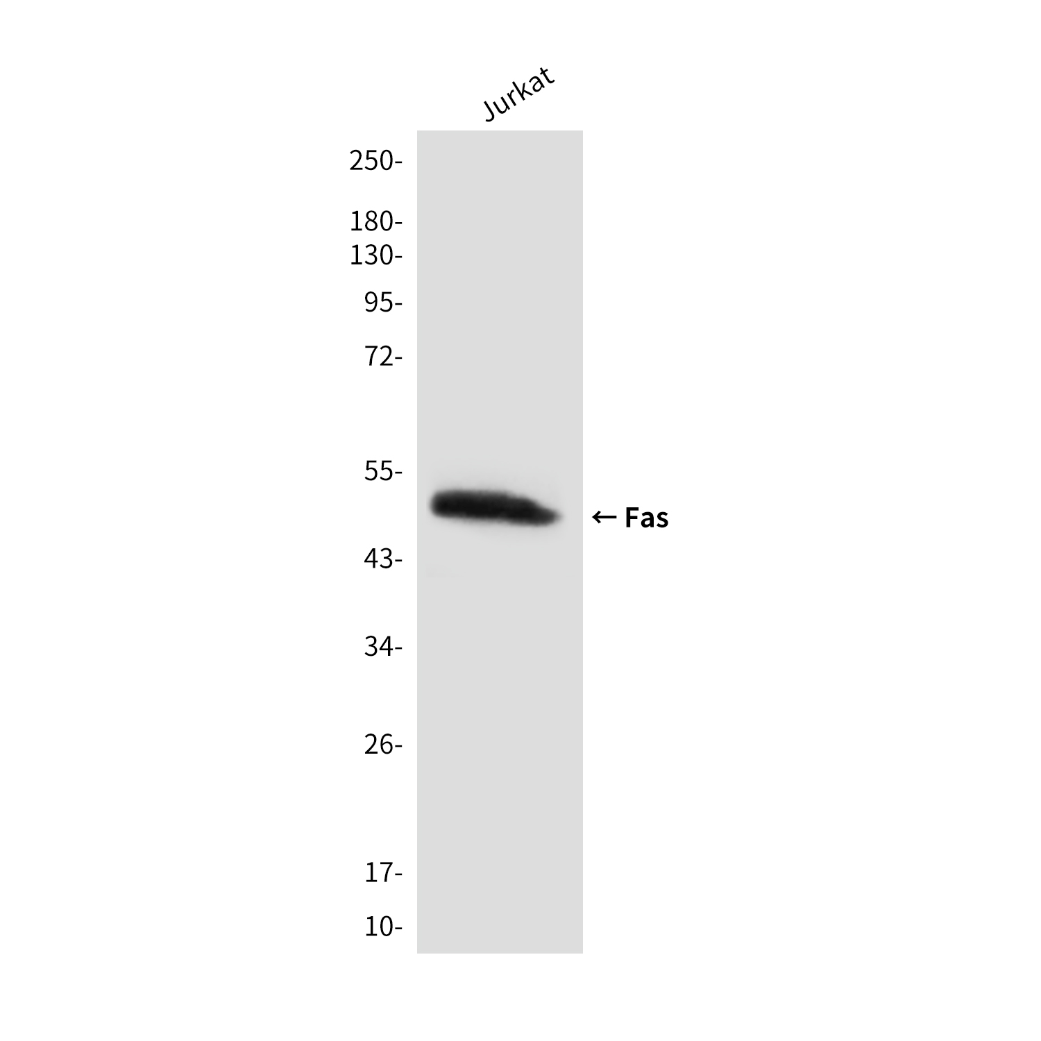 Mouse Monoclonal Antibody to Fas