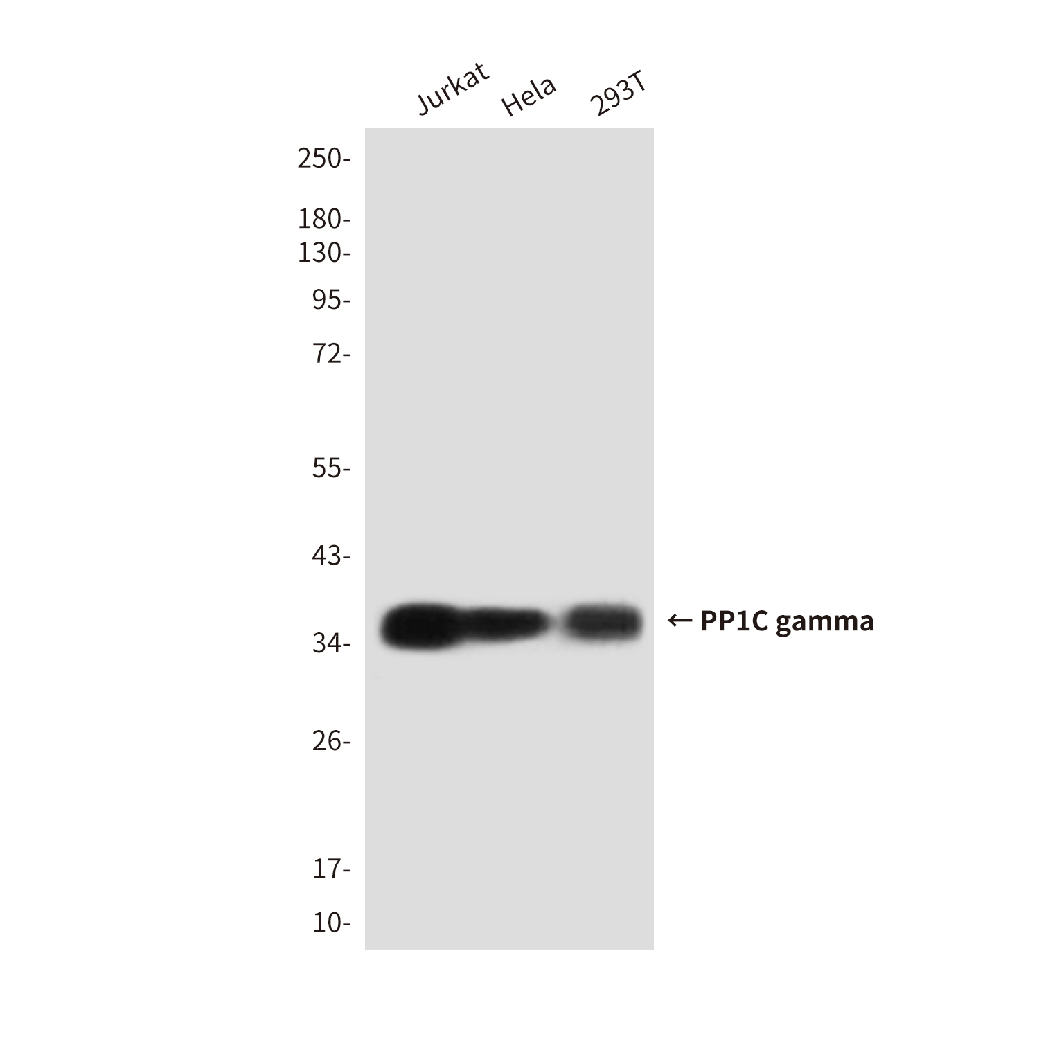 Mouse Monoclonal Antibody to PP1C gamma