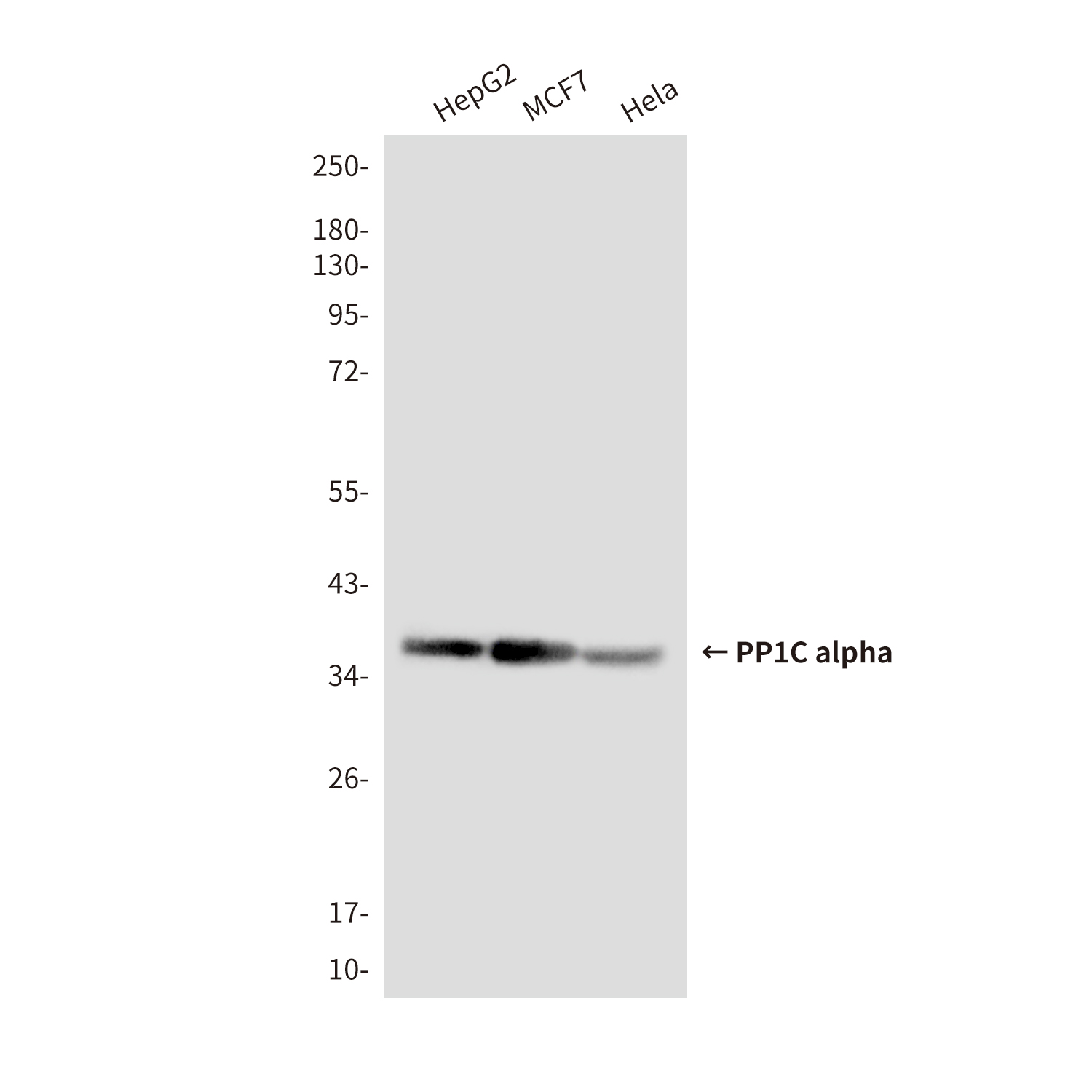 Mouse Monoclonal Antibody to PP1C alpha