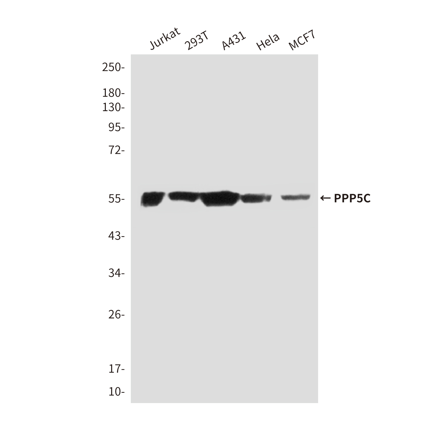 Mouse Monoclonal Antibody to PPP5C