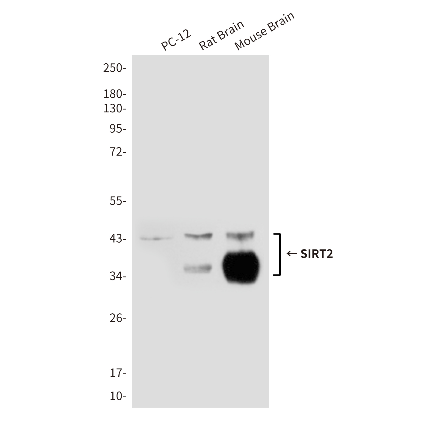 Mouse Monoclonal Antibody to SIRT2
