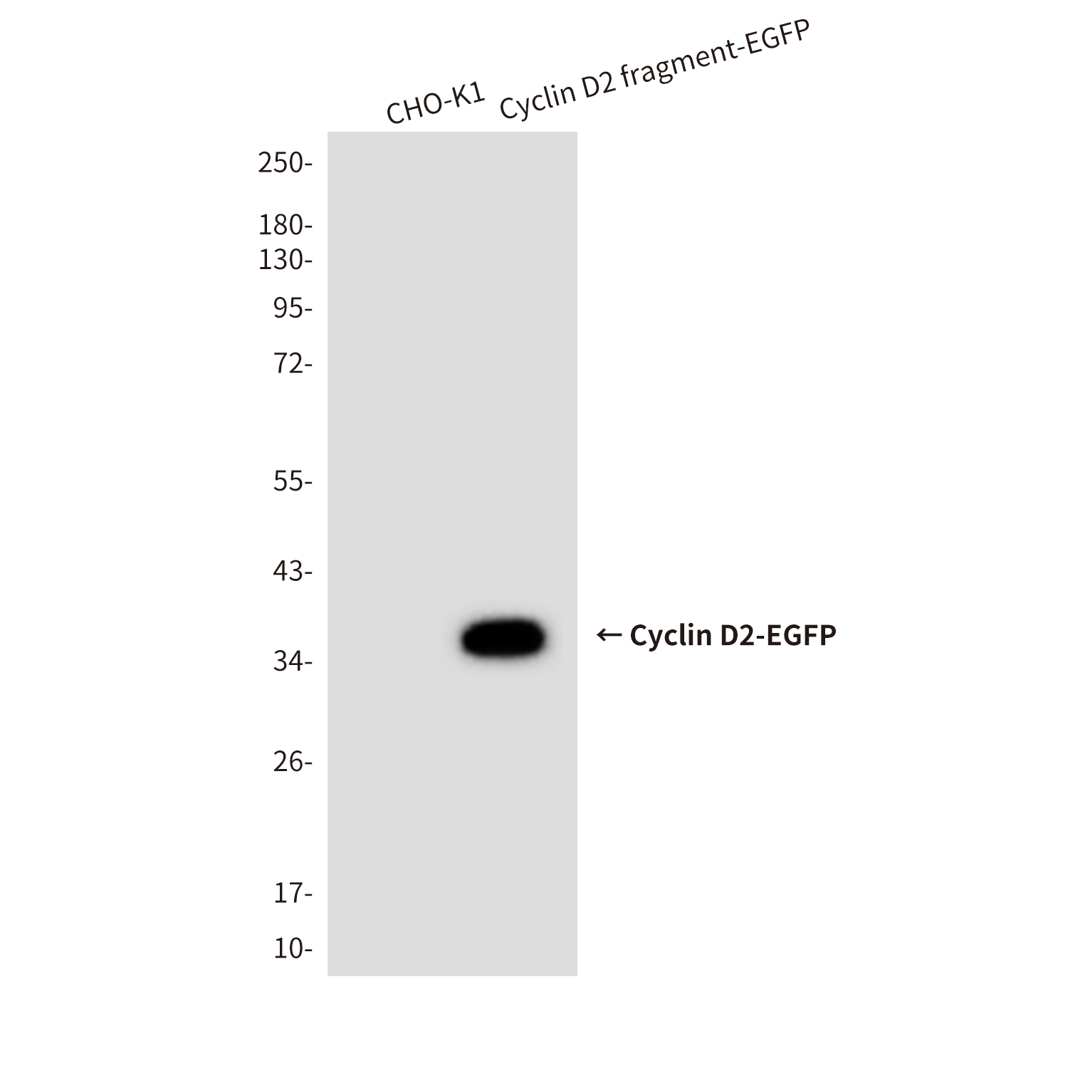 Mouse Monoclonal Antibody to Cyclin D2