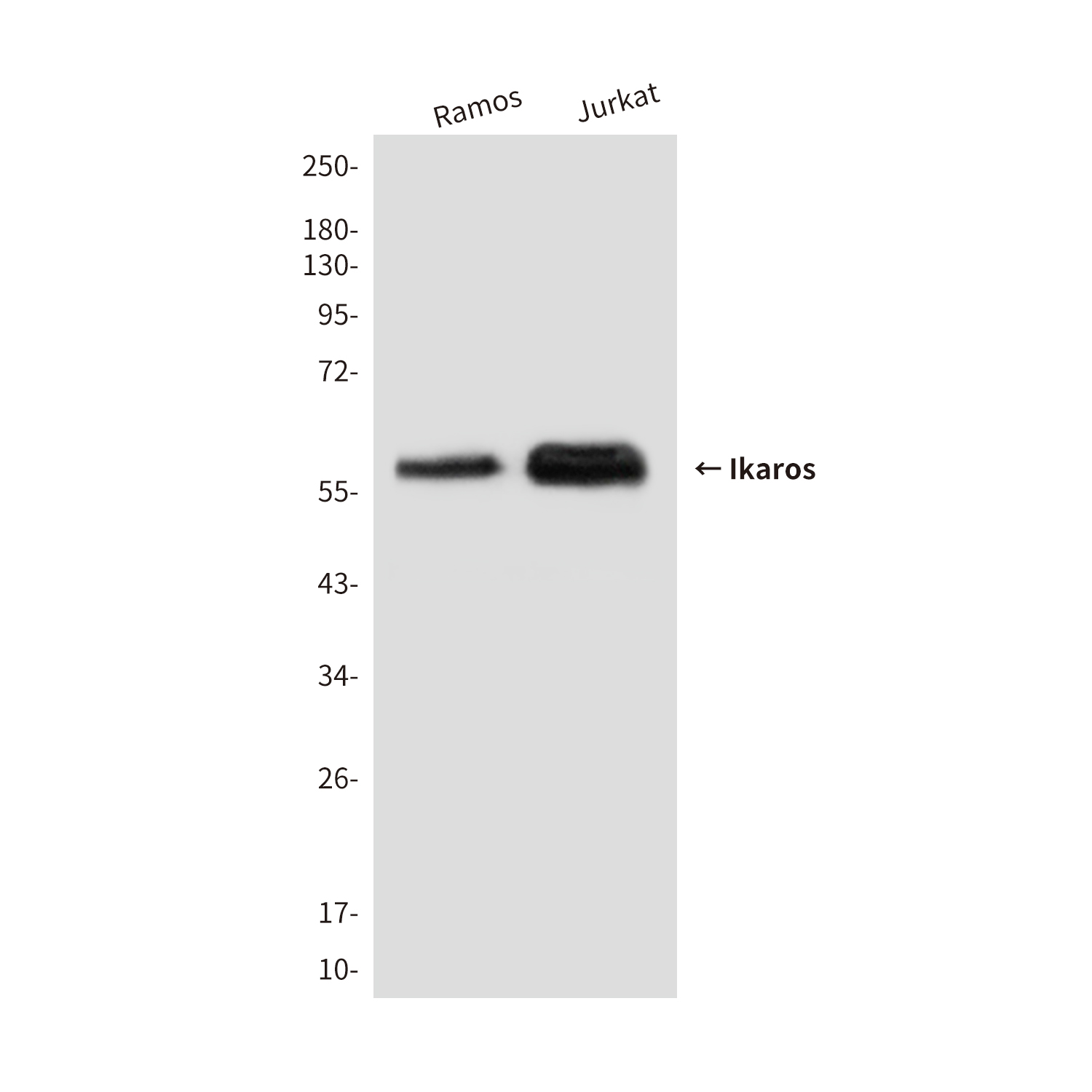 Mouse Monoclonal Antibody to Ikaros