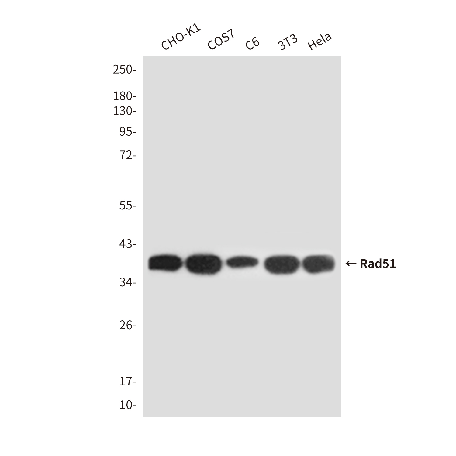 Mouse Monoclonal Antibody to Rad51