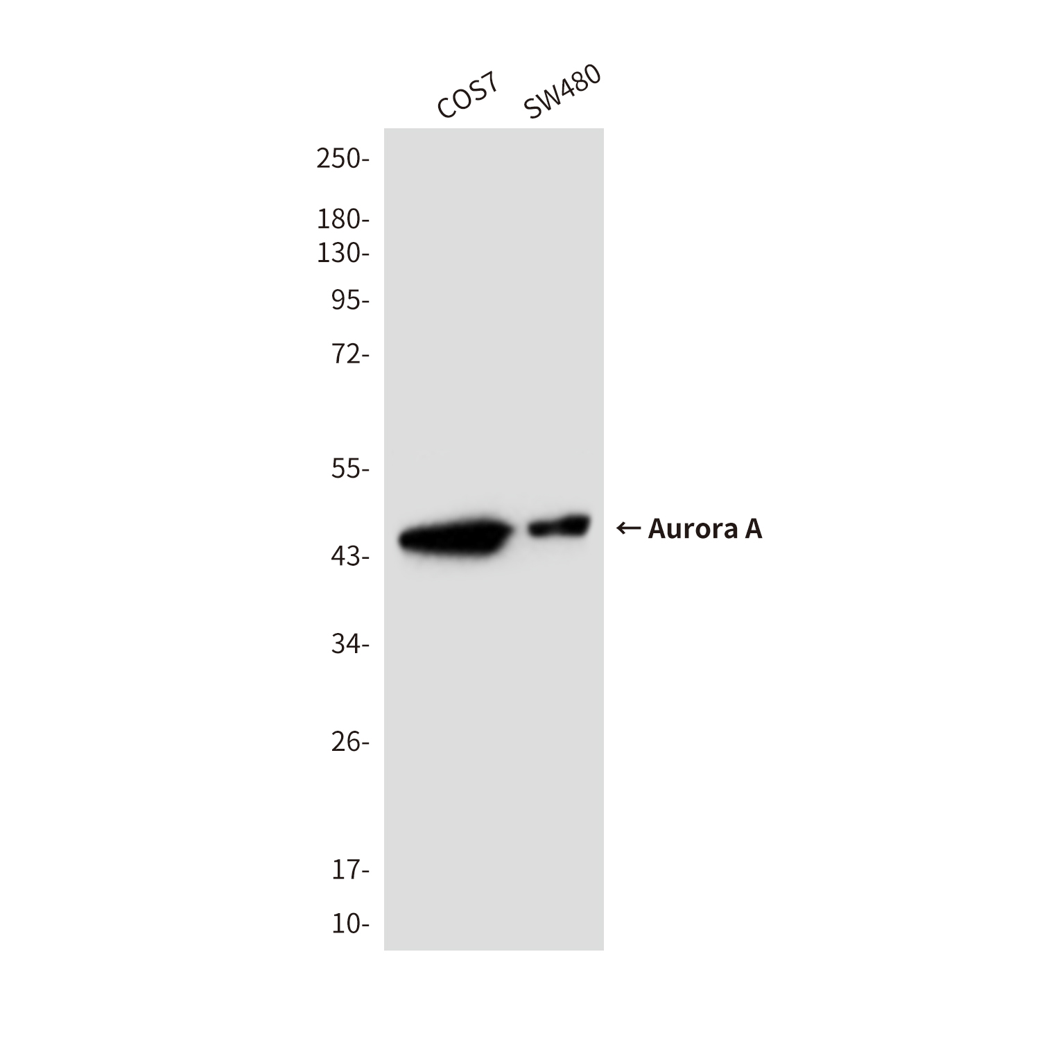 Mouse Monoclonal Antibody to Aurora A