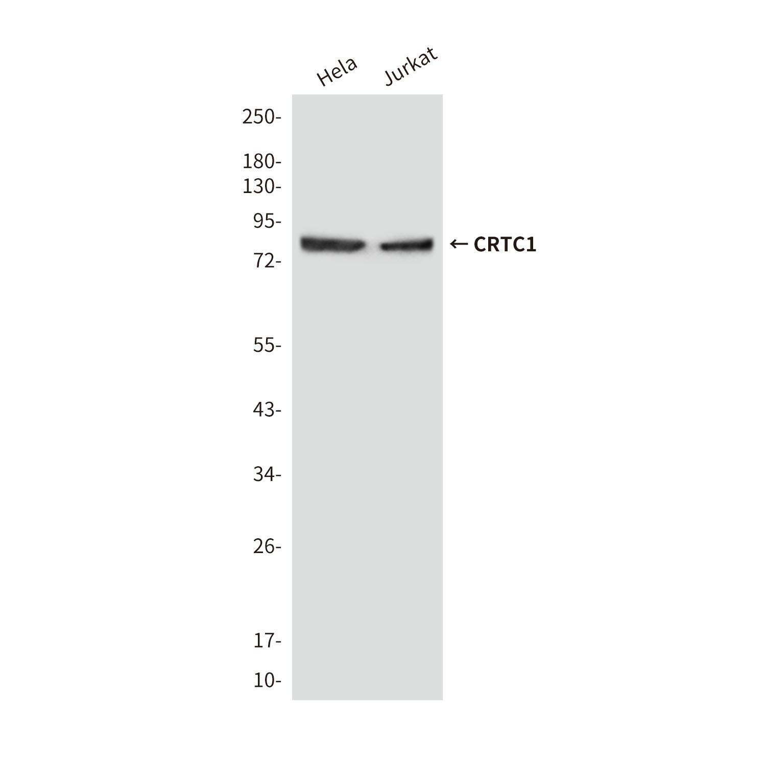 Mouse Monoclonal Antibody to CRTC1