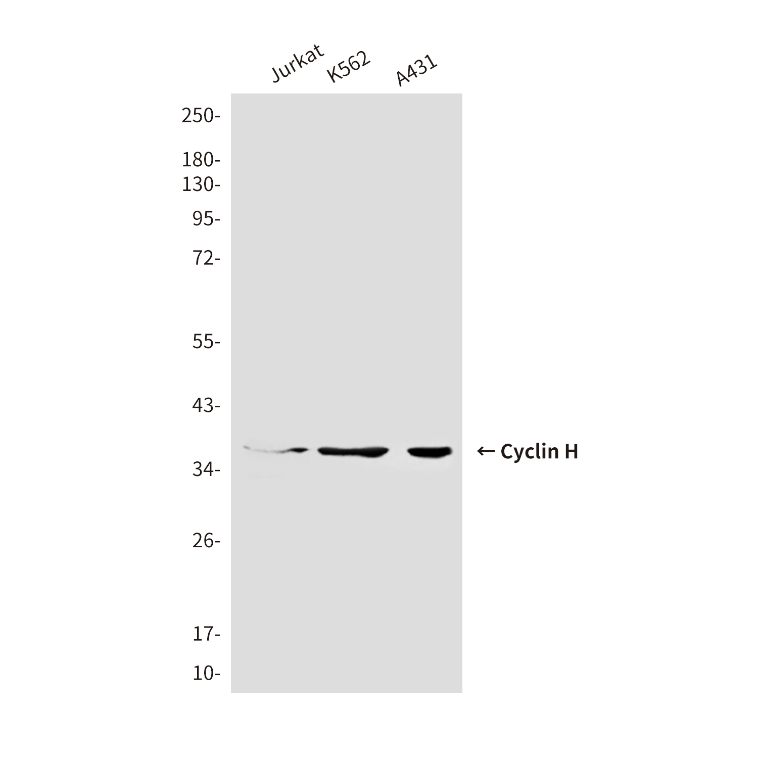 Mouse Monoclonal Antibody to Cyclin H