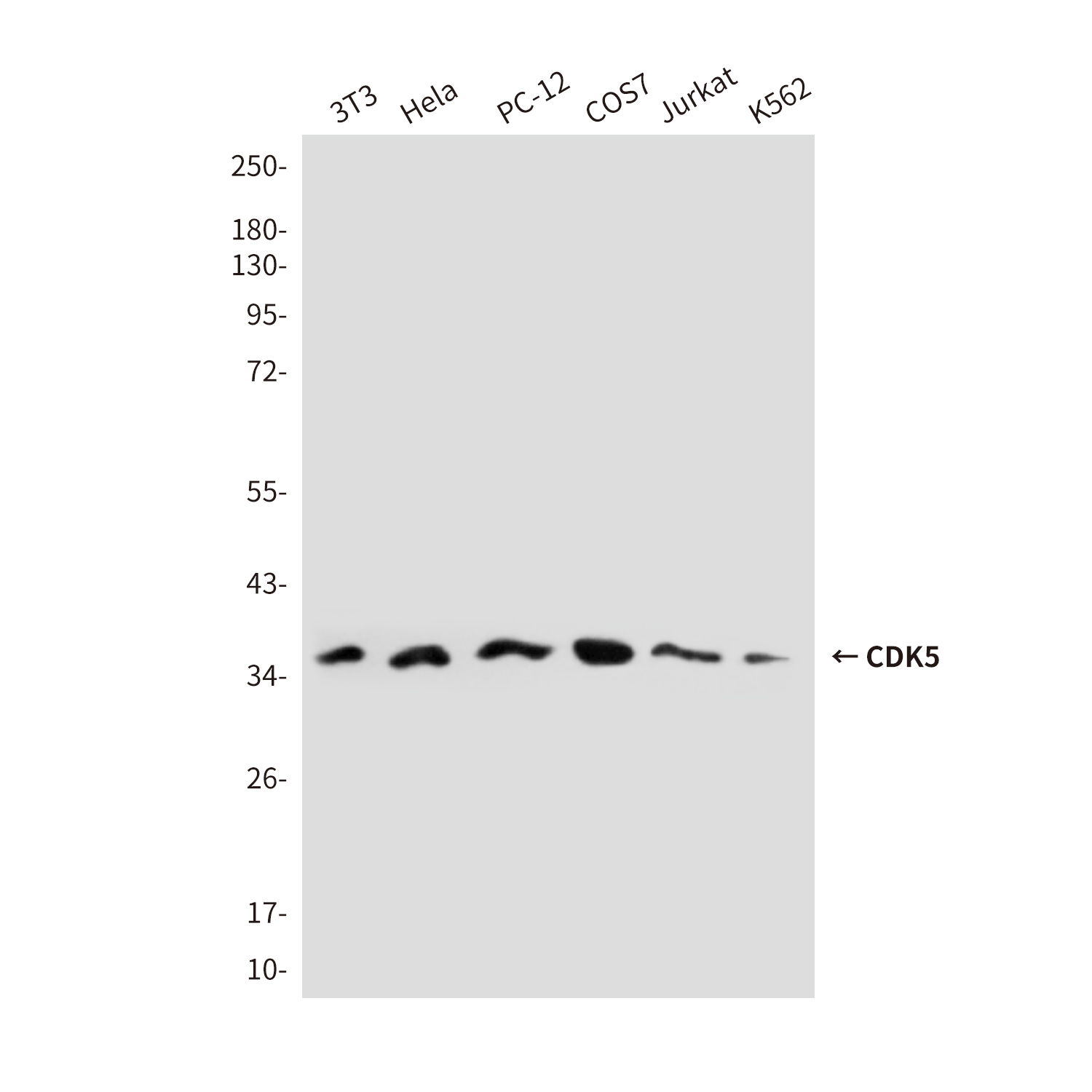 Mouse Monoclonal Antibody to CDK5