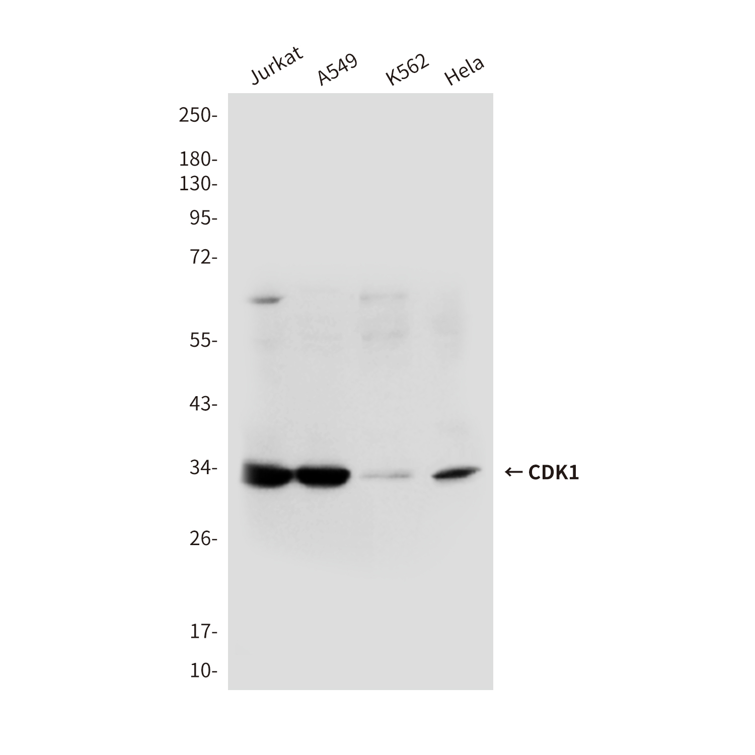 Mouse Monoclonal Antibody to CDK1