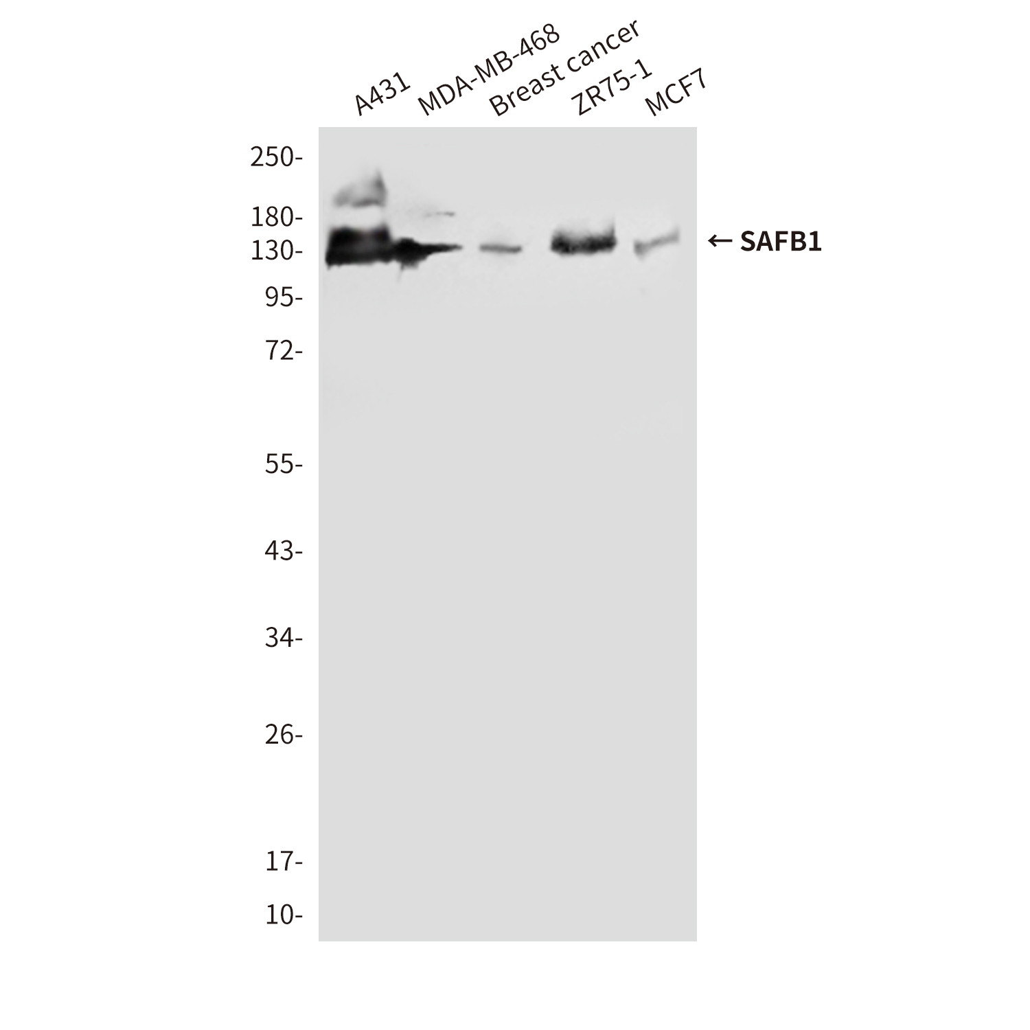 Mouse Monoclonal Antibody to SAFB1