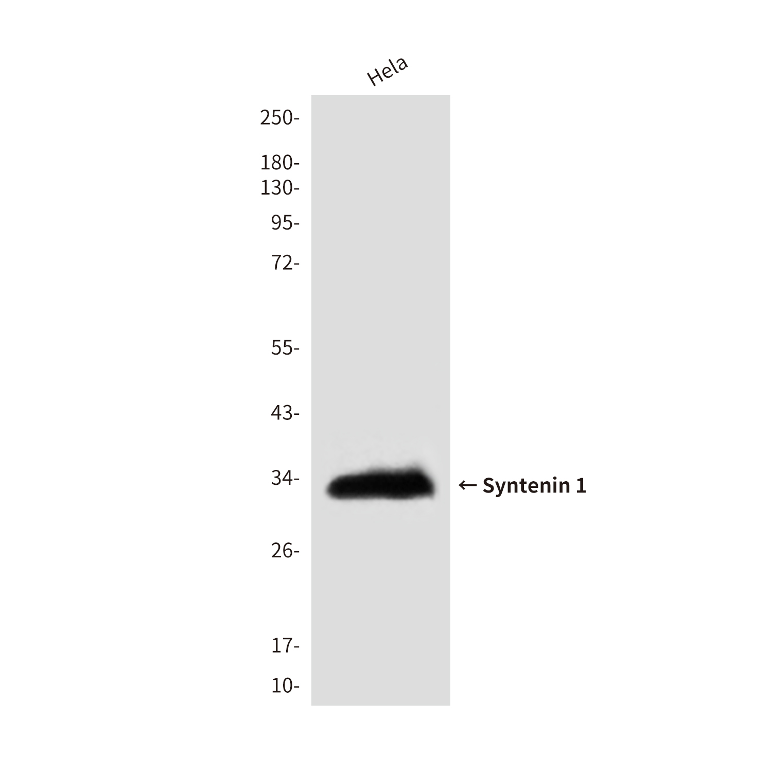 Mouse Monoclonal Antibody to Syntenin 1