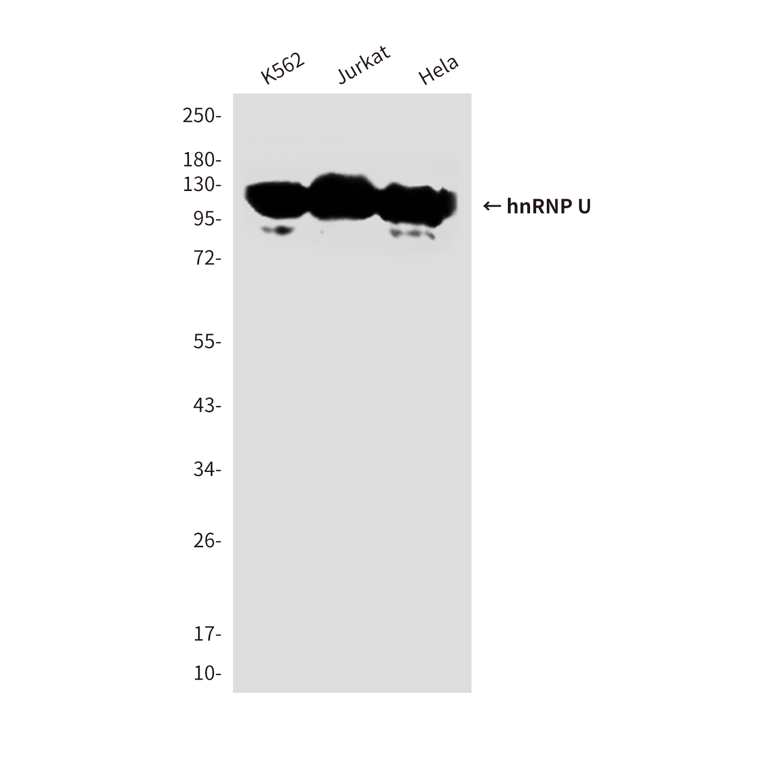 Mouse Monoclonal Antibody to hnRNP U