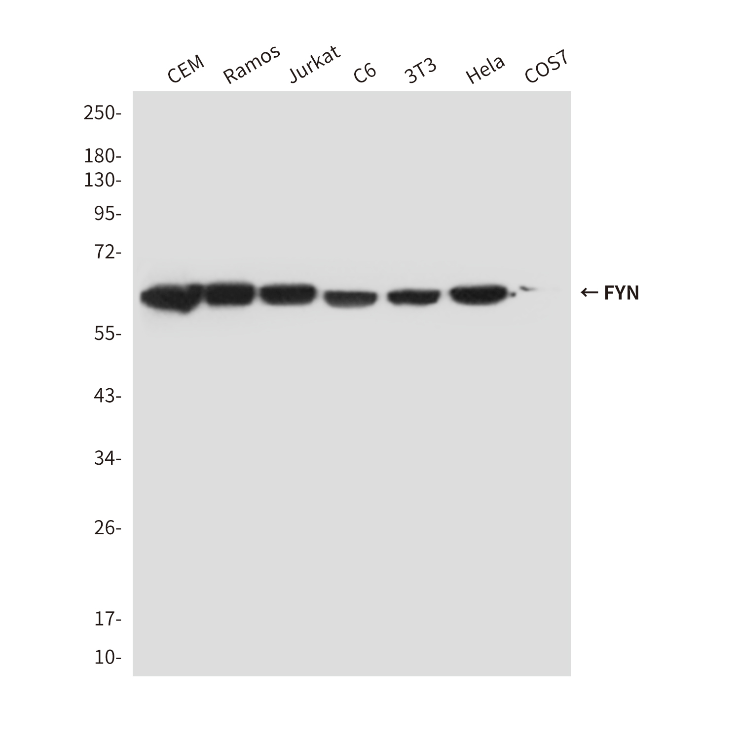 Mouse Monoclonal Antibody to FYN