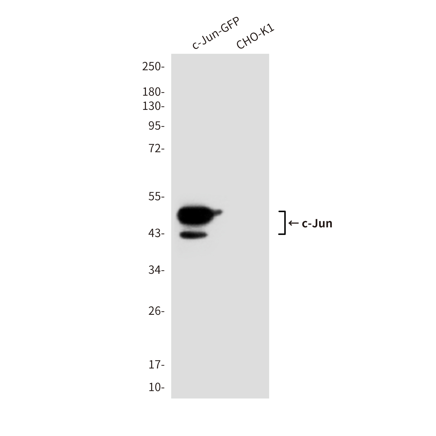 Mouse Monoclonal Antibody to c-Jun