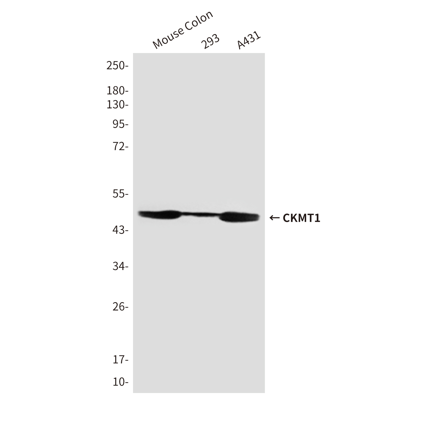 Mouse Monoclonal Antibody to CKMT1