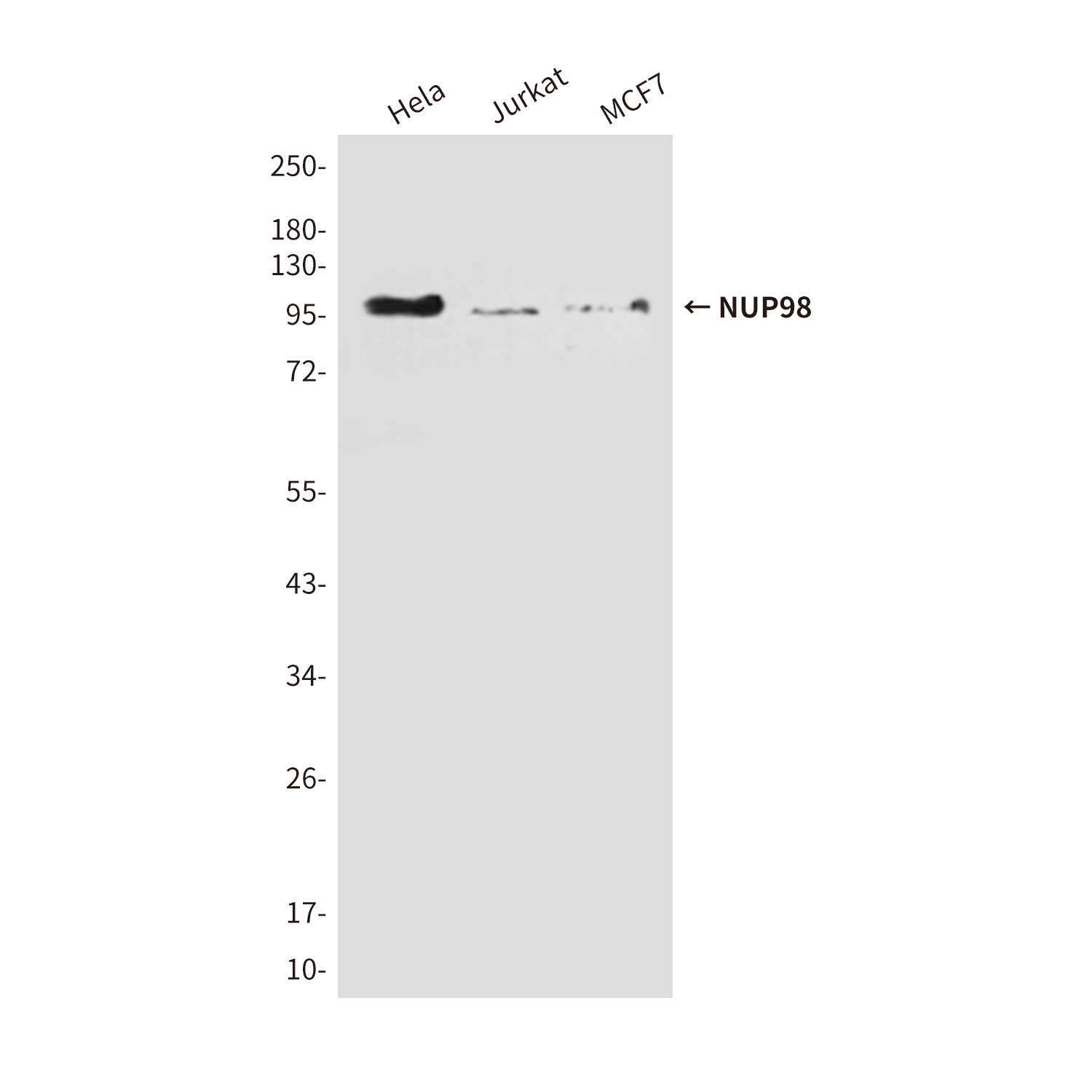 Mouse Monoclonal Antibody to NUP98