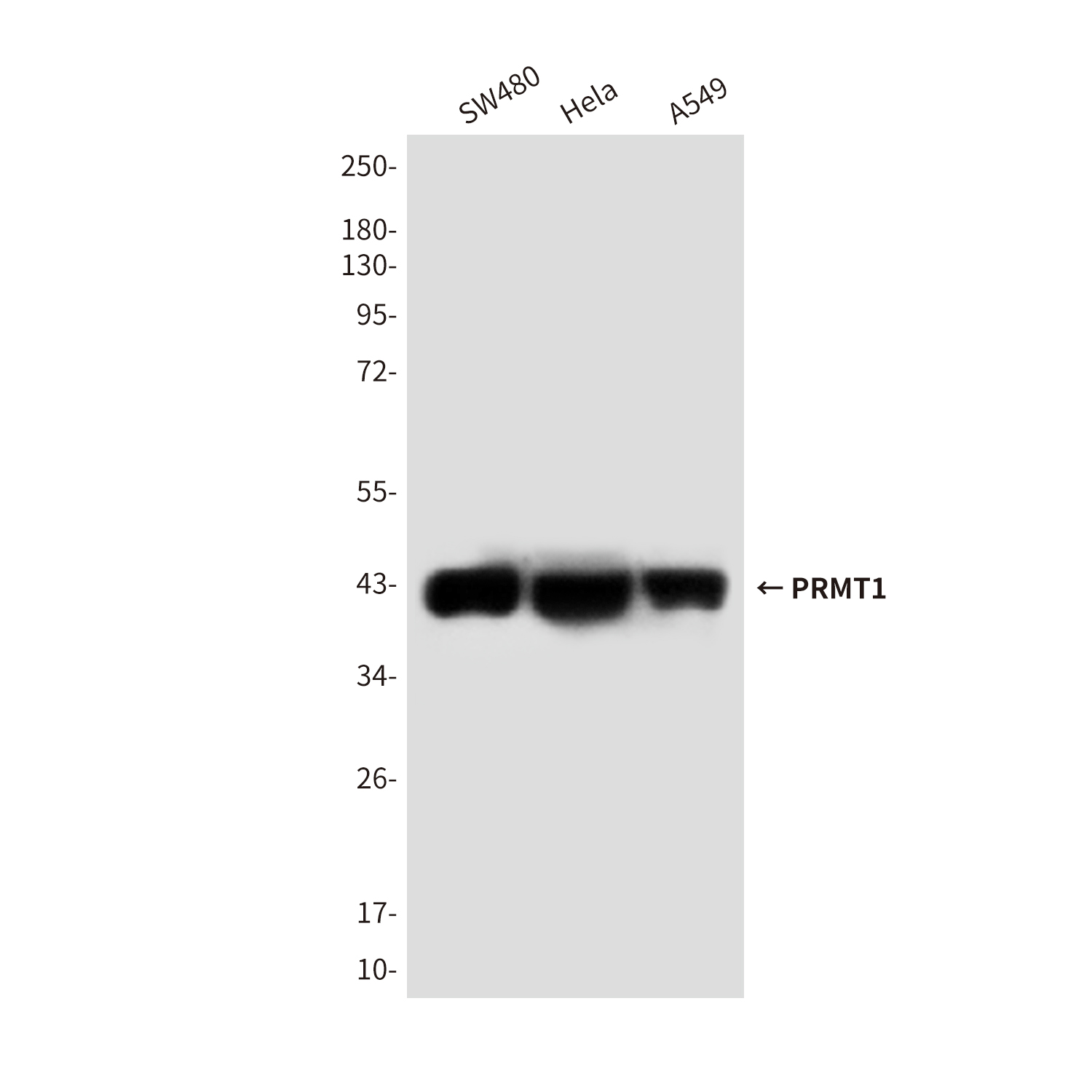 Mouse Monoclonal Antibody to PRMT1