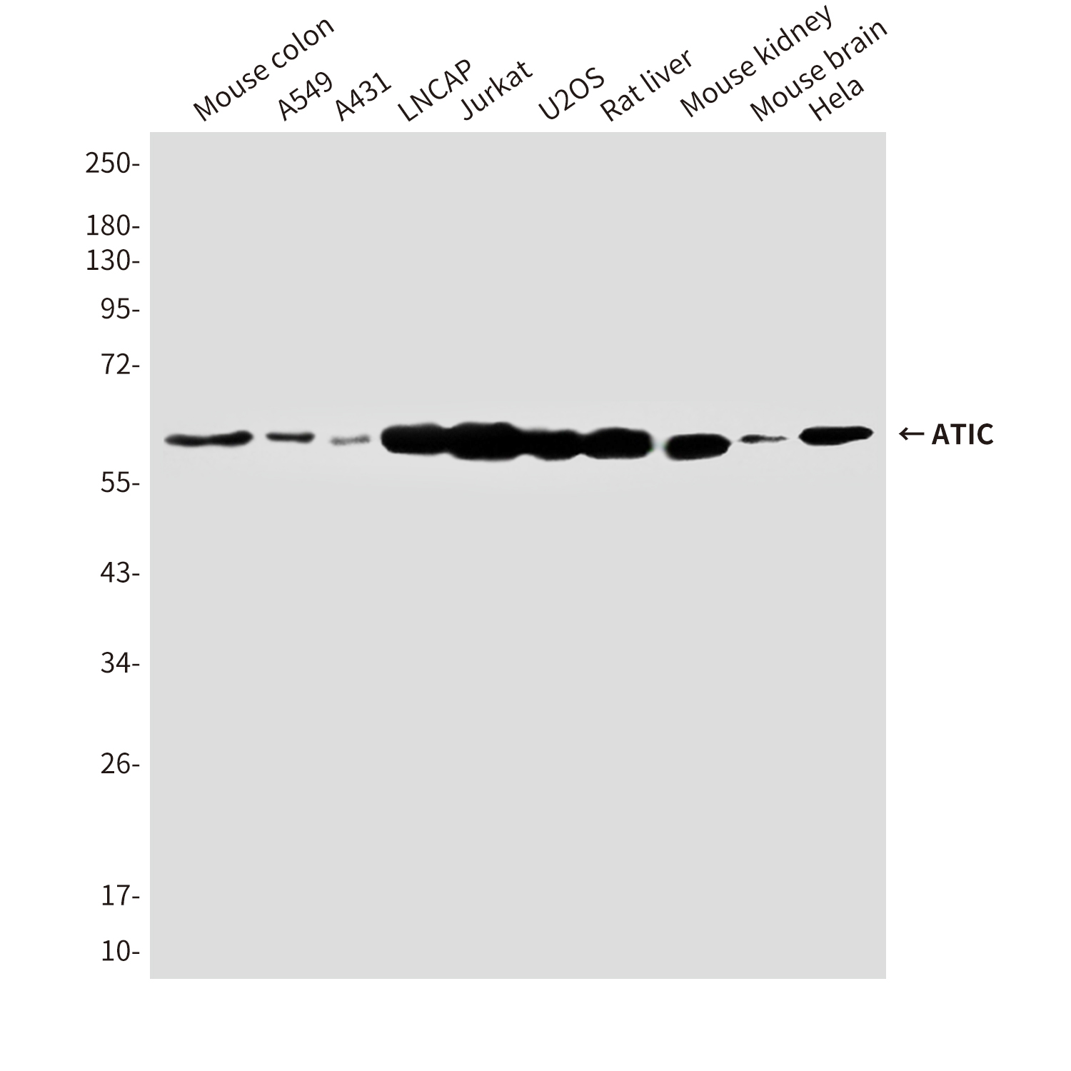 Mouse Monoclonal Antibody to ATIC