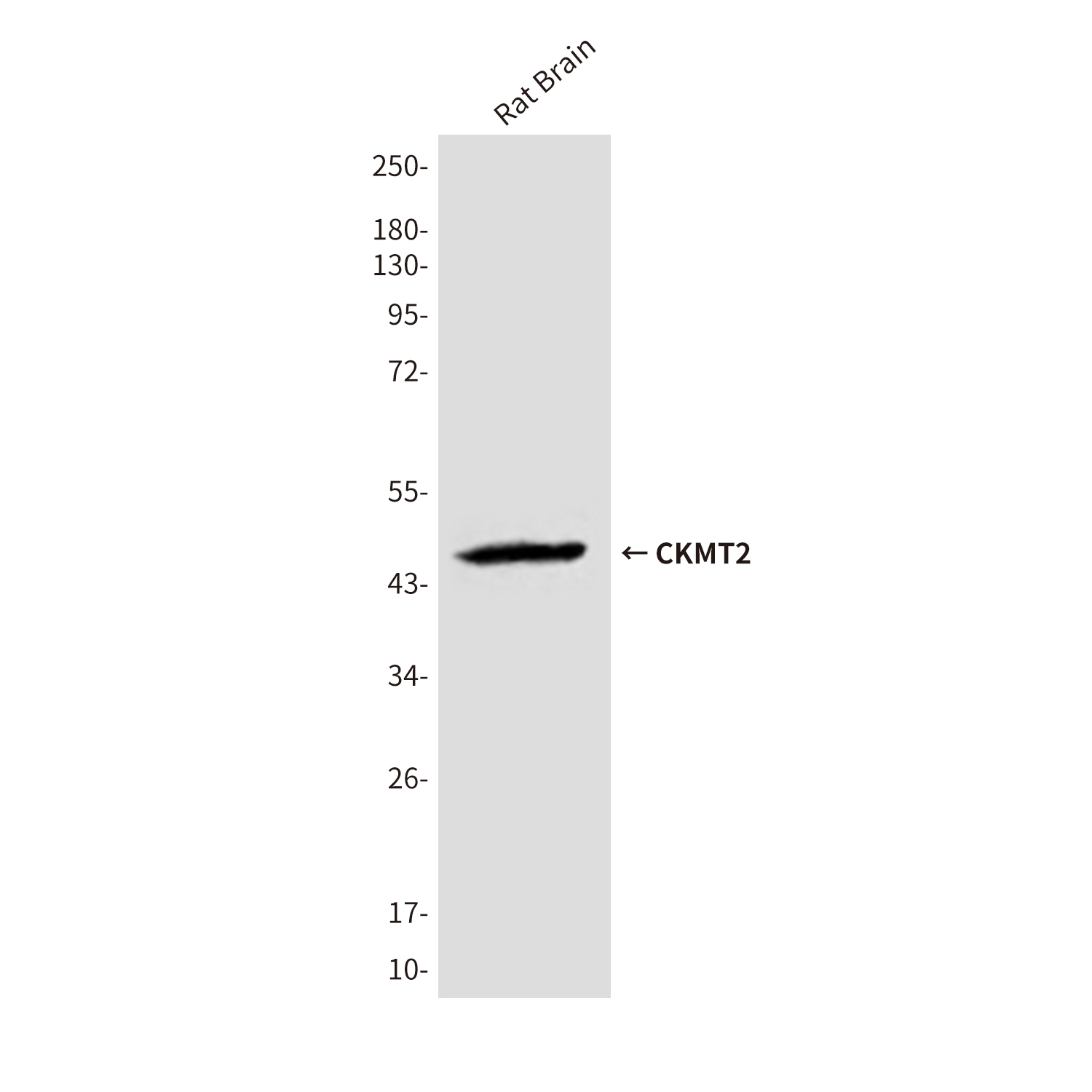Mouse Monoclonal Antibody to CKMT2