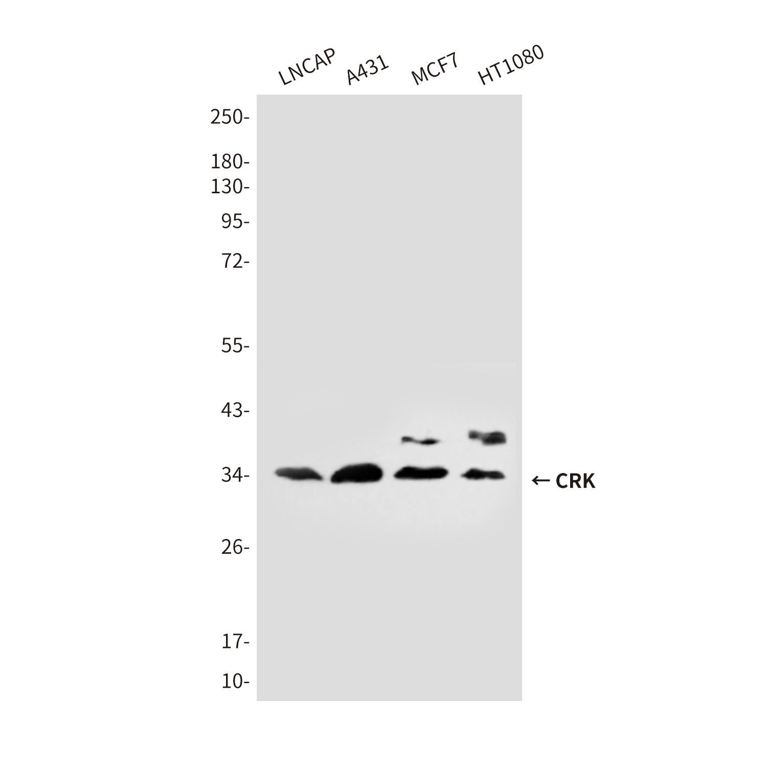 Mouse Monoclonal Antibody to CRK