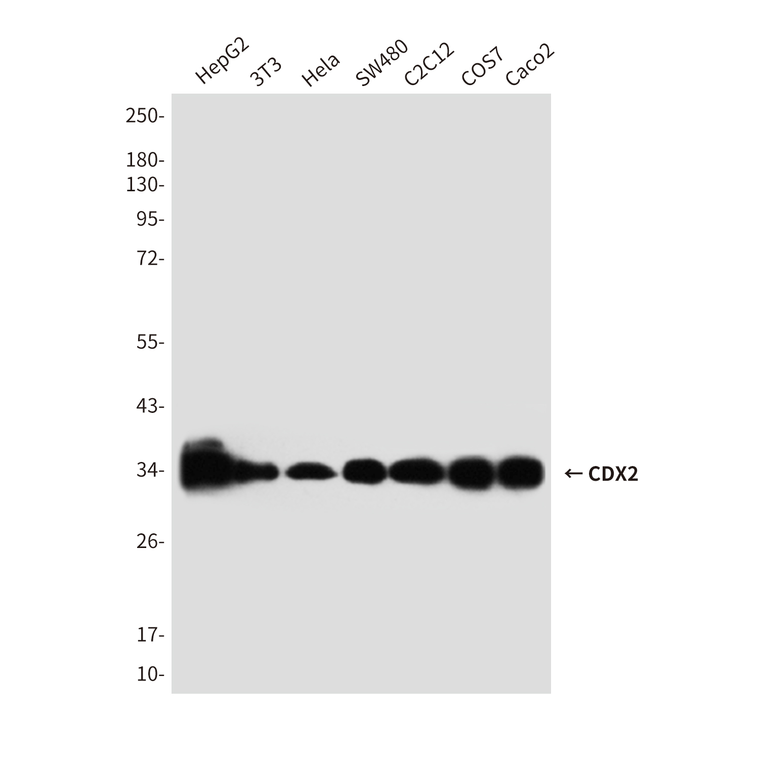 Mouse Monoclonal Antibody to CDX2