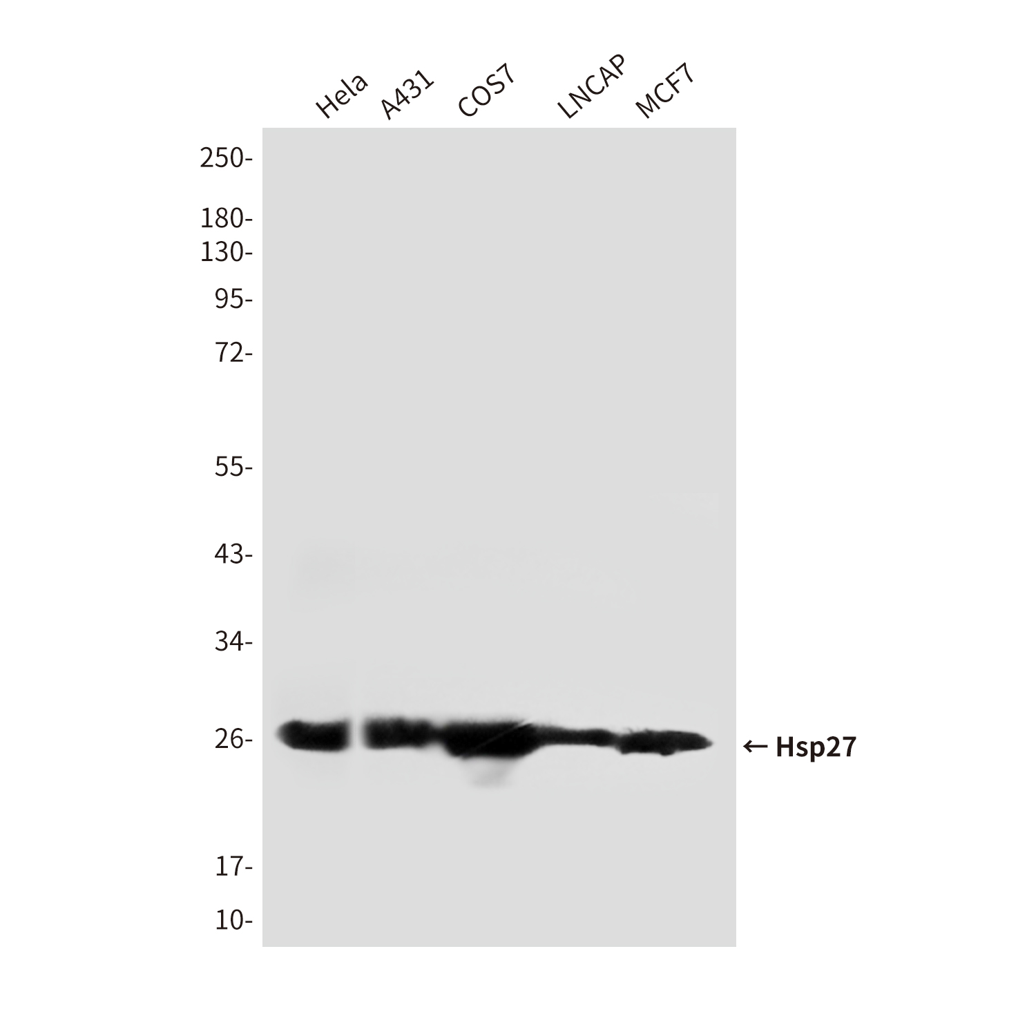 Mouse Monoclonal Antibody to Hsp27