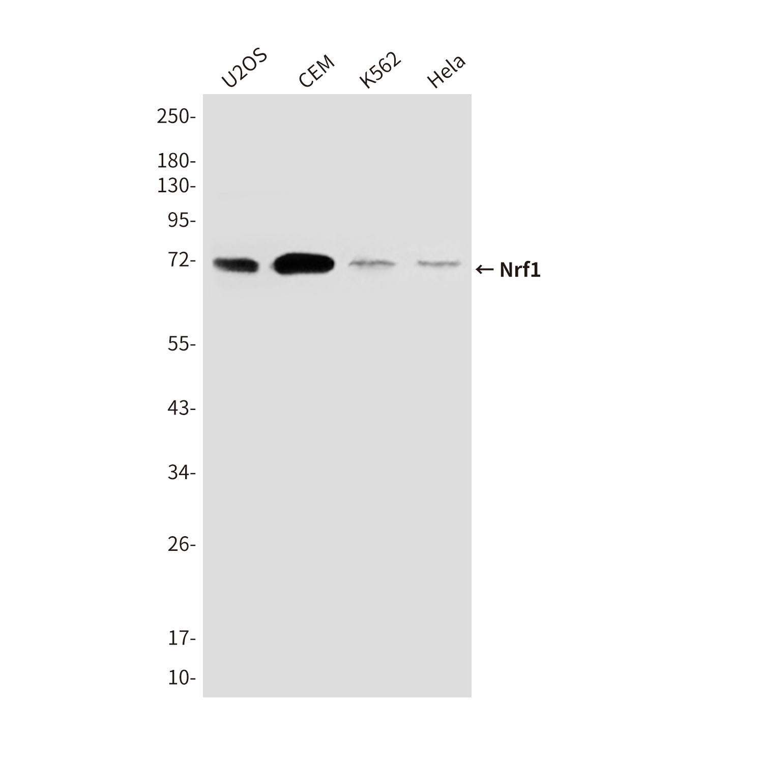 Mouse Monoclonal Antibody to Nrf1