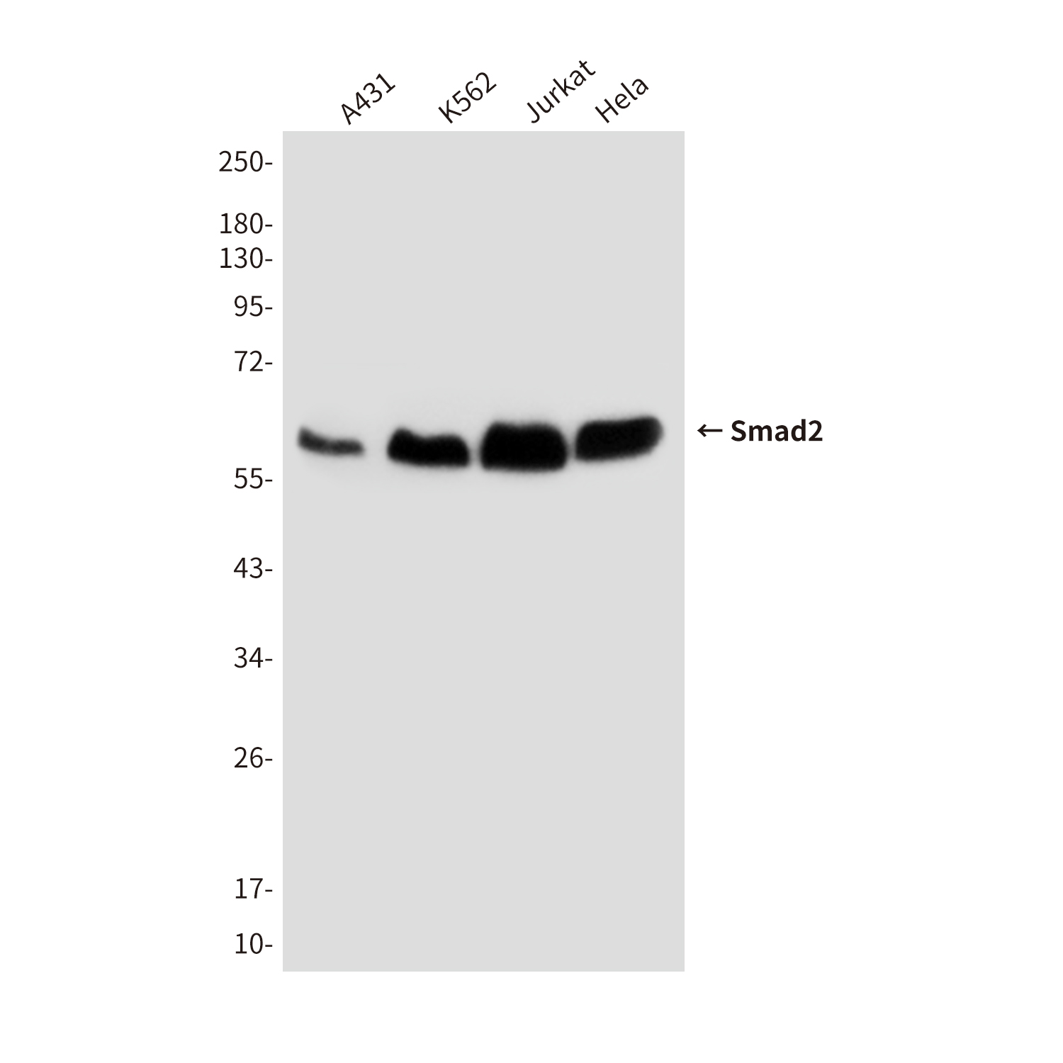Mouse Monoclonal Antibody to Smad2