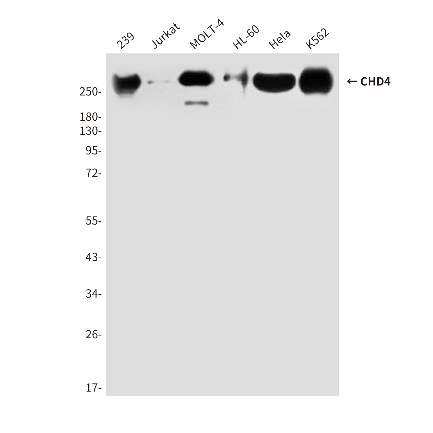 Mouse Monoclonal Antibody to CHD4
