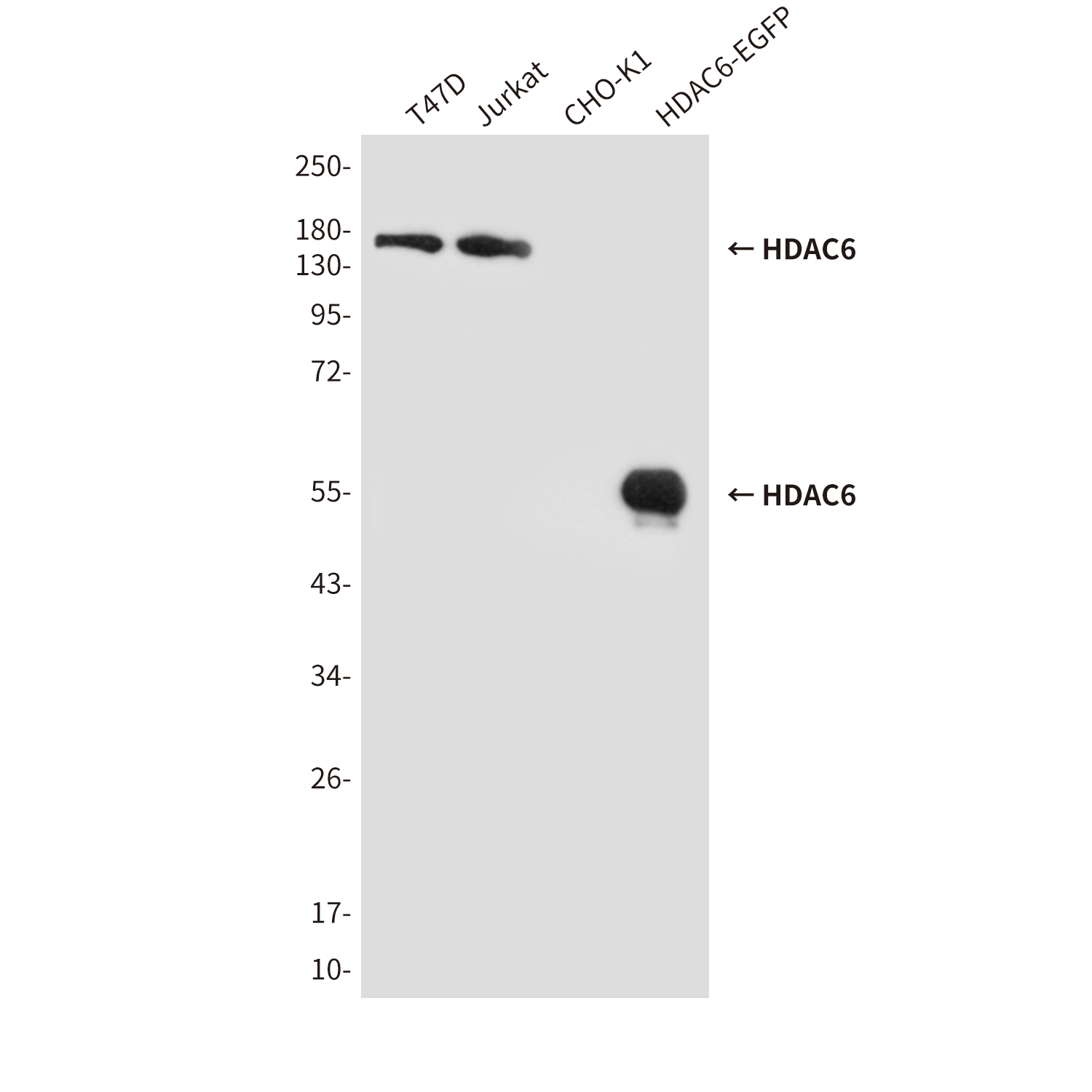 Mouse Monoclonal Antibody to HDAC6