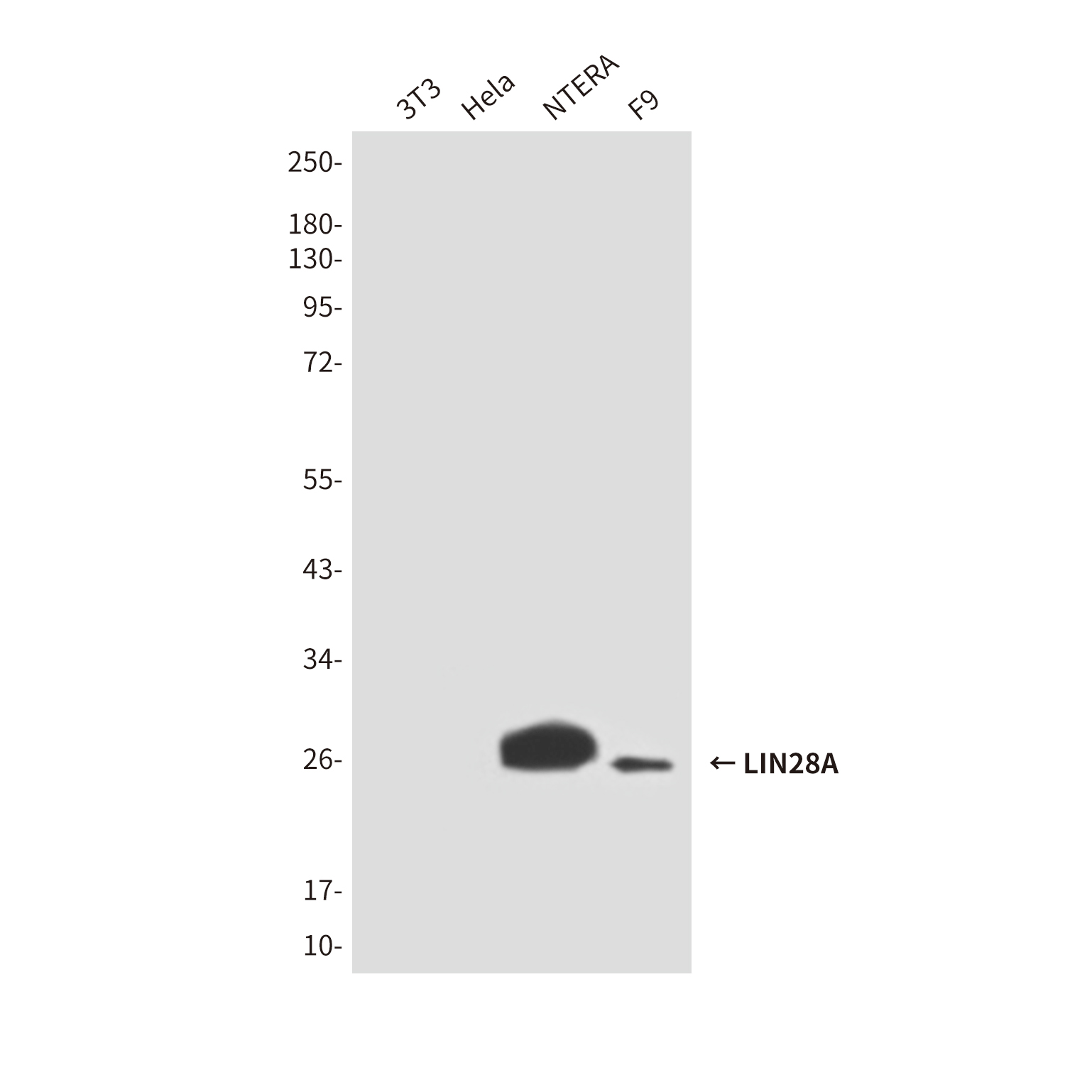 Mouse Monoclonal Antibody to LIN28A