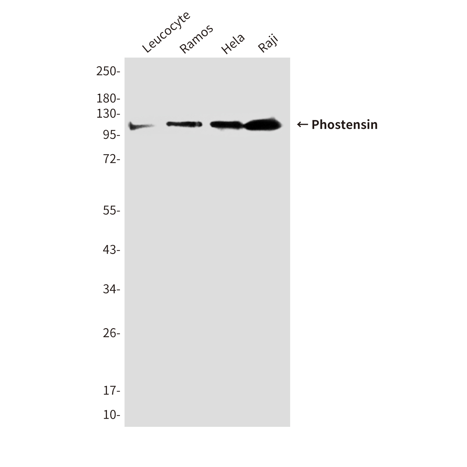 Mouse Monoclonal Antibody to Phostensin