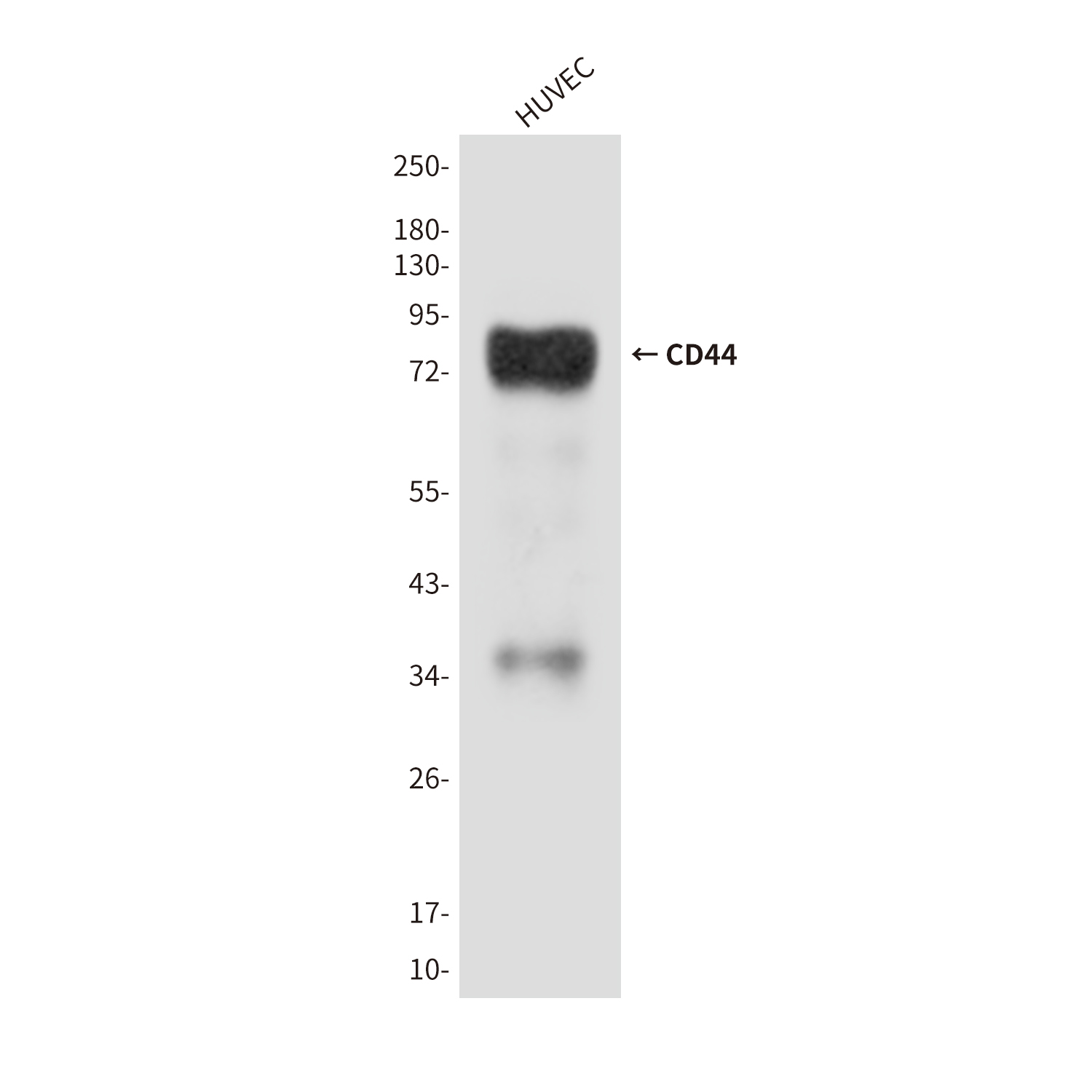 Mouse Monoclonal Antibody to CD44