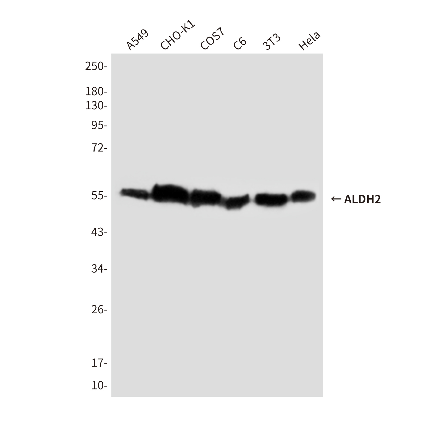 Mouse Monoclonal Antibody to ALDH2