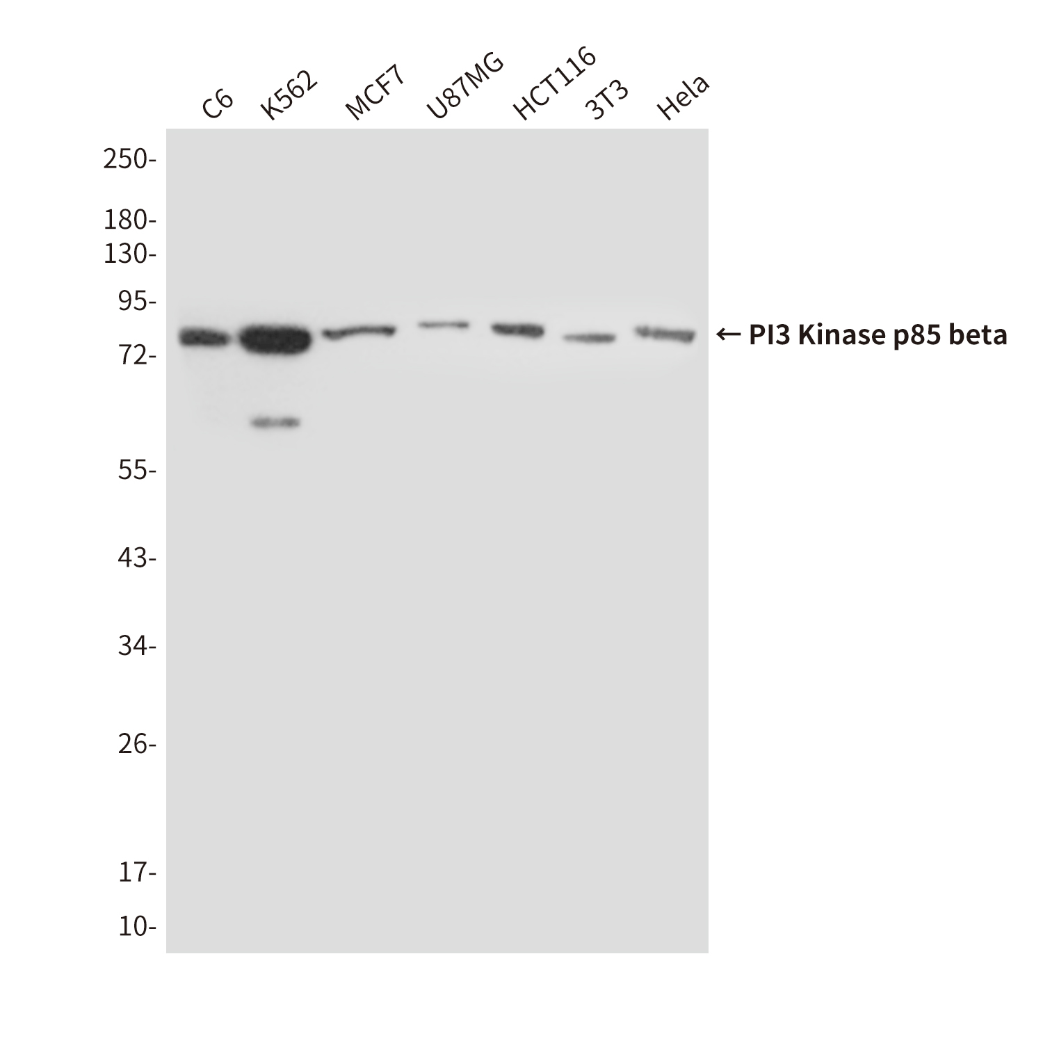 Mouse Monoclonal Antibody to PI3 Kinase p85 beta